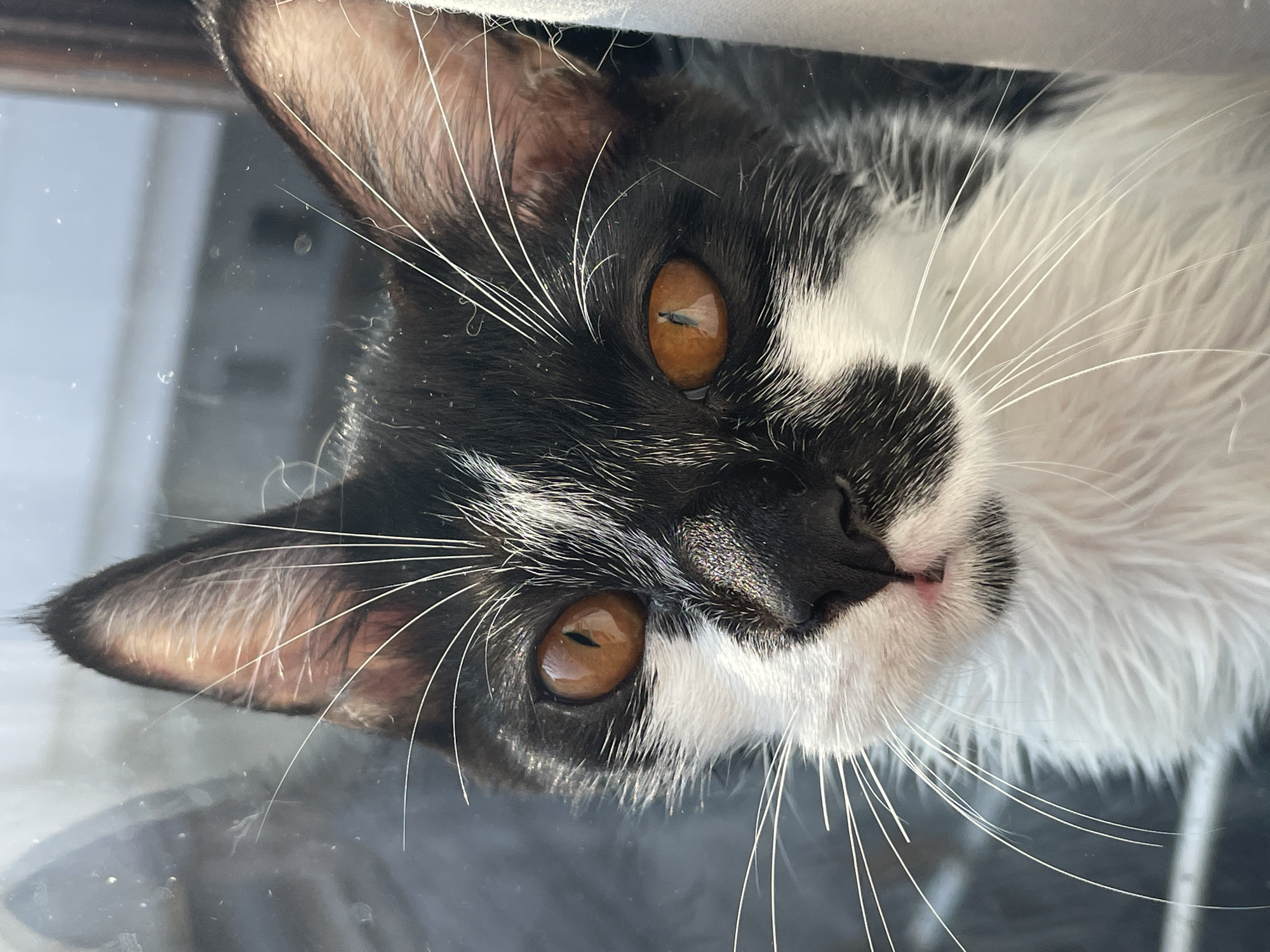 A close-up, eye-level portrait captures a black and white kitten looking directly at the camera. The kitten is wet, with its fur appearing matted in places. Its ears are pointed and alert, and long white whiskers extend outwards. The kitten's eyes are a striking amber color, reflecting a bright light source and showing a distinct vertical pupil. A small portion of the kitten's pink nose and mouth is visible. The background is blurred, with hints of light and shadow suggesting an indoor setting, possibly near a window. The overall impression is one of a curious and wet feline caught in a moment of observation. No specific location in Denpasar, Indonesia, can be identified from the image.
