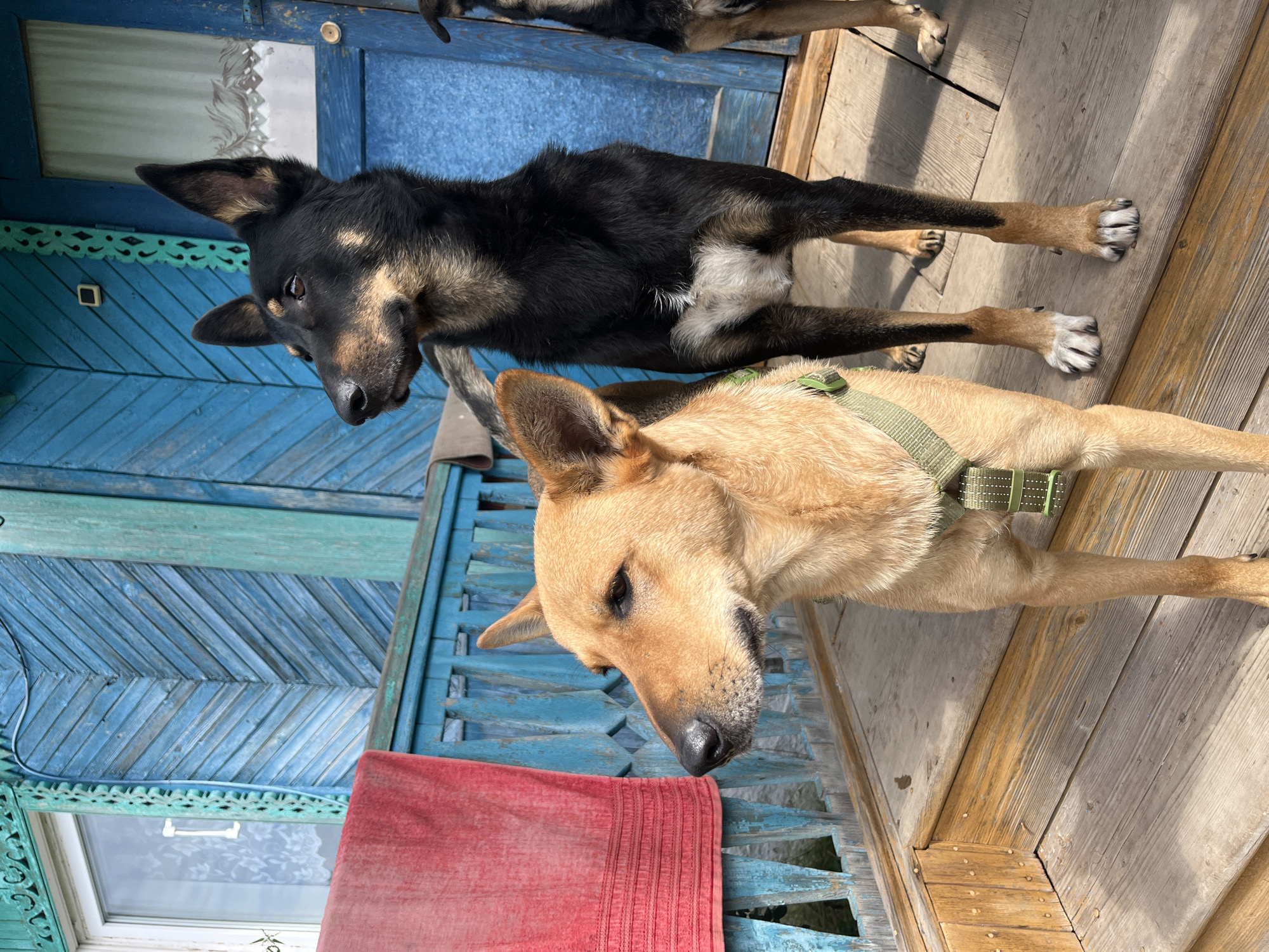 The image depicts a bright, sunny outdoor scene on a wooden porch in front of a rustic blue wooden house. Two dogs are the primary subjects. In the foreground, a light brown dog with prominent ears and a green harness is looking to the left. Behind it and slightly to the right, a black and tan dog with upright ears stands looking to the left. A portion of another dog is visible to the far right. A red textile hangs on the blue railing of the porch. The house features weathered blue siding, a white-framed window with lace curtains, and decorative wooden trim. The wooden porch and railing appear aged. Based on the architecture and style of the house, the scene is likely located in a rural or suburban area of Nizhny Tagil, Russia.