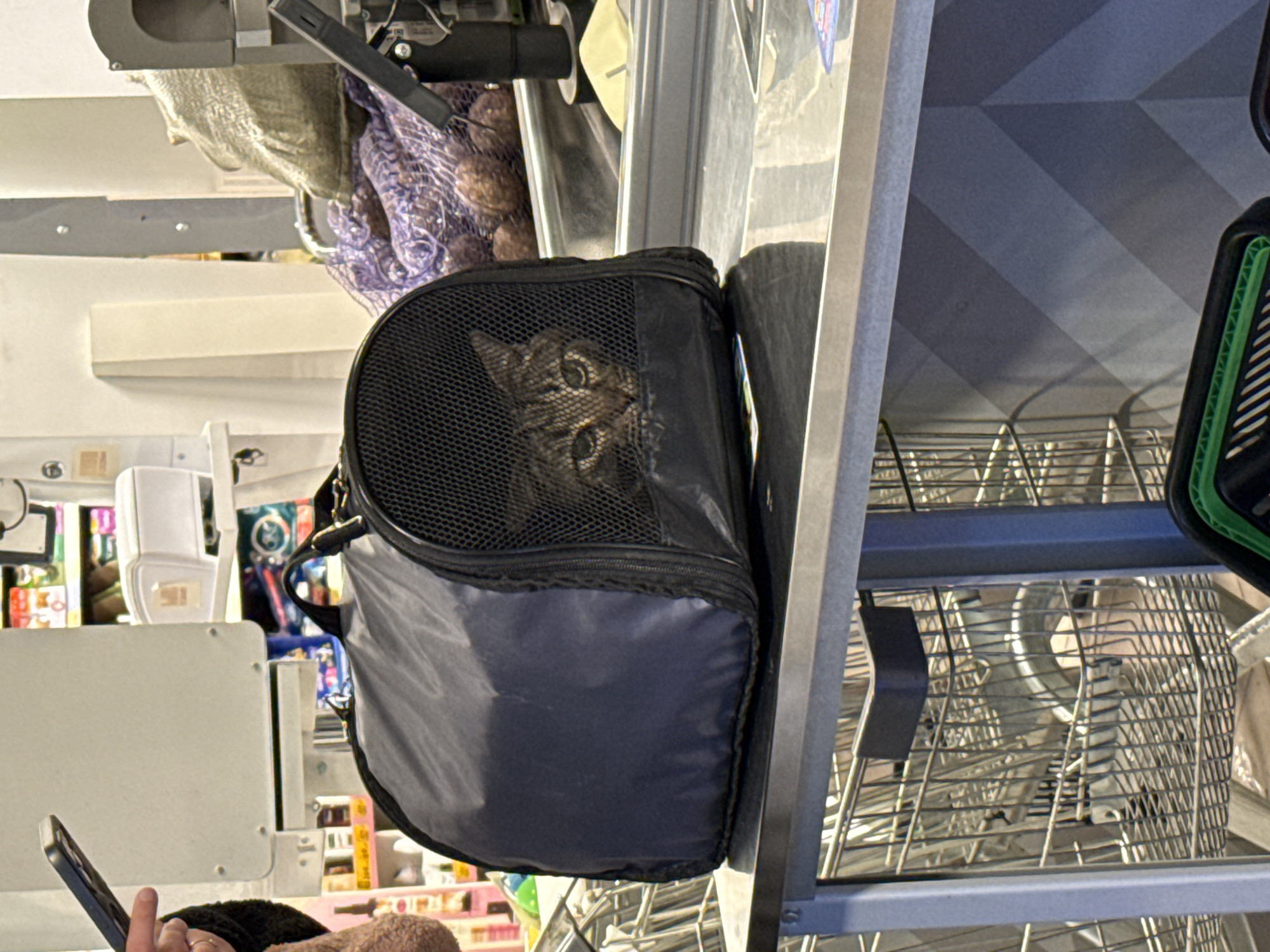 The image depicts an indoor scene, likely a grocery store or market in Chaikovsky, Russia. A tabby cat with prominent eyes is visible, looking out from the black mesh front of a soft-sided pet carrier. The carrier, which has a dark blue lower section, is placed on a flat surface, possibly a checkout counter or a shelf.
Above the cat carrier, bags of produce, including what appears to be onions or garlic in a purple mesh bag, are stacked on a shelf. To the right of the carrier, a metal wire structure, indicative of a shopping trolley or retail shelving, is present, with the top part of a green shopping basket resting on it.
In the lower left corner, a person's hand is visible, holding a dark-colored smartphone. The background is softly blurred, showing various items on shelves, reinforcing the retail setting. The lighting is bright and artificial, characteristic of an indoor commercial space. The cat appears alert and curious about its surroundings. No legible text is visible in the frame.