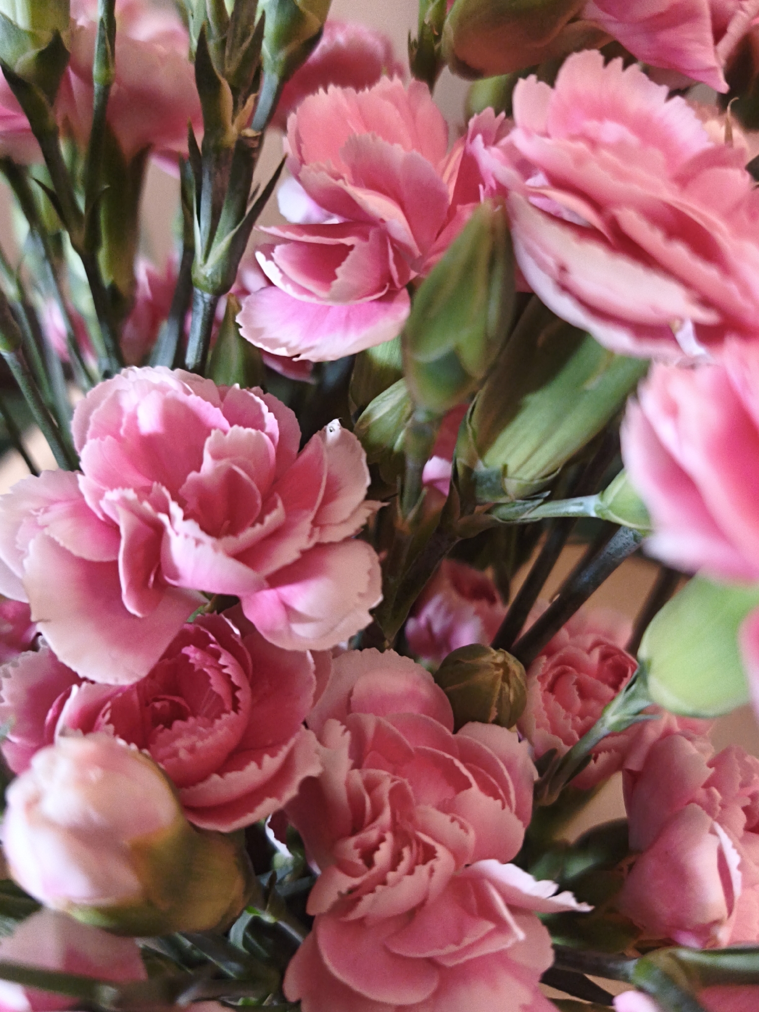 This image is a close-up, detailed shot of a bouquet of pink carnations. The flowers are the primary subject, filling the frame with their ruffled petals and vibrant pink hues. Some flowers are fully bloomed, while others appear to be buds, some with green calyxes visible. The stems and some green leaves are interspersed among the flowers, adding a contrasting color and texture. The lighting highlights the delicate details of the petals, creating soft shadows and highlights. The background is blurred and out of focus, suggesting a shallow depth of field, which further emphasizes the flowers. There is no discernible indication of a specific location in Bac Nha Trang Ward, Vietnam. The image is a still-life composition of flowers.