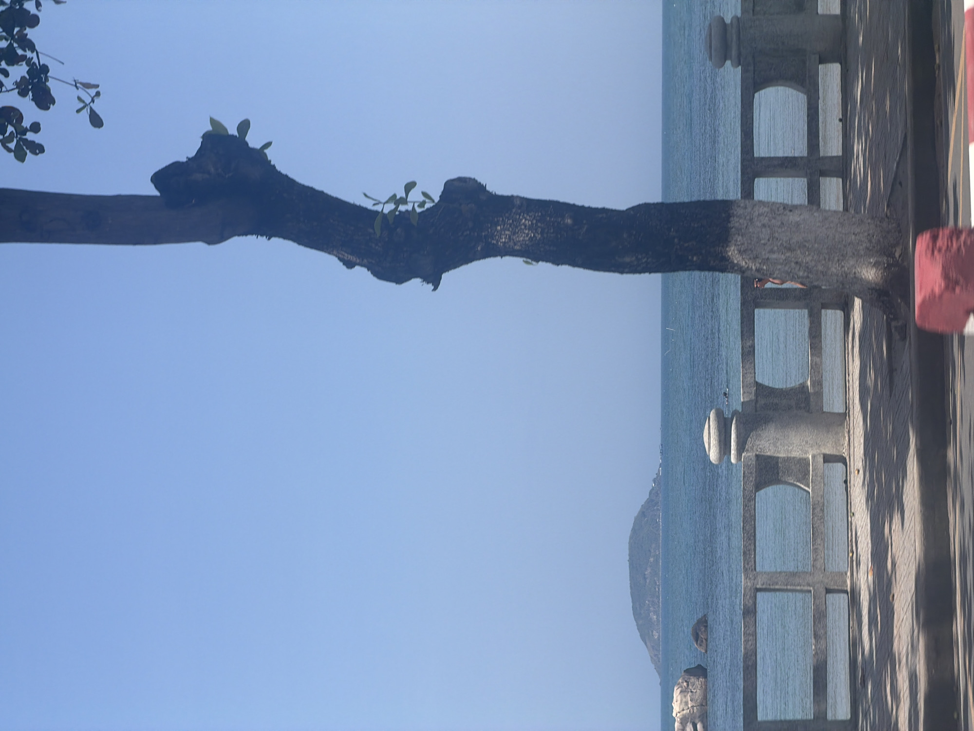 A bright, sunlit coastal scene in Bac Nha Trang Ward, Vietnam, is captured from a slightly elevated perspective. In the foreground, a prominent, thick tree branch, partially cut but with new green shoots emerging, stretches horizontally across the mid-left portion of the frame against a clear, light blue sky. On the right, a gray concrete railing or balustrade with decorative finials separates a paved walkway, partially visible on the far right with strong shadows, from the calm, blue sea. A red and white striped barrier or post is partially visible at the extreme right edge.
In the mid-ground, beyond the railing and over the expanse of the sea, one person is visible standing on what appears to be a sandy or rocky shore, looking out towards the water. Further out in the water, large rocks or small islets are visible. The sea itself is placid, reflecting the clear sky. In the far distance, a large, green-covered mountain or island rises from the horizon. The sky is uniformly clear and light blue, indicating fair weather and bright daylight, likely morning or early afternoon given the visible shadows on the paved area. The overall atmosphere suggests a peaceful and serene tropical or subtropical environment. No visible text is present in the image.