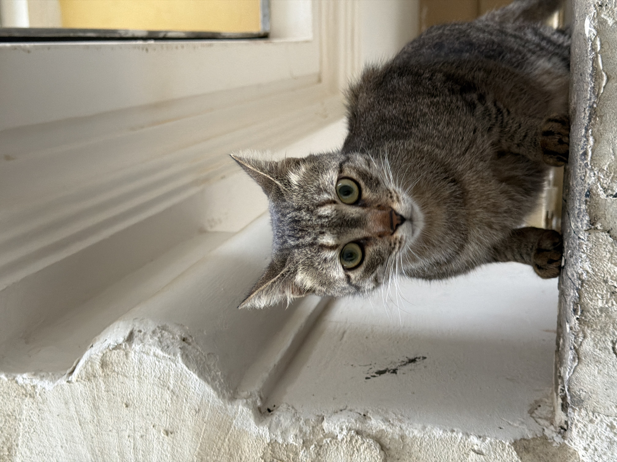 An adult tabby cat, displaying grey-brown fur with dark stripes and prominent greenish-yellow eyes, is positioned frontally, gazing directly at the viewer. The cat is seated on a weathered, light-grey concrete or stone ledge. To the left, a rough, light-colored wall exhibits eroded plaster and minor dark marks. Behind the cat and extending to the right is a clean, off-white architectural recess or window frame featuring vertical grooving. A rectangular section of a bright yellow wall or interior surface is visible in the upper right background, separated by a dark vertical line, suggesting a window opening. The scene is illuminated by ambient light within an urban outdoor setting in Tel-Aviv, Israel. No other subjects or active interactions are present.