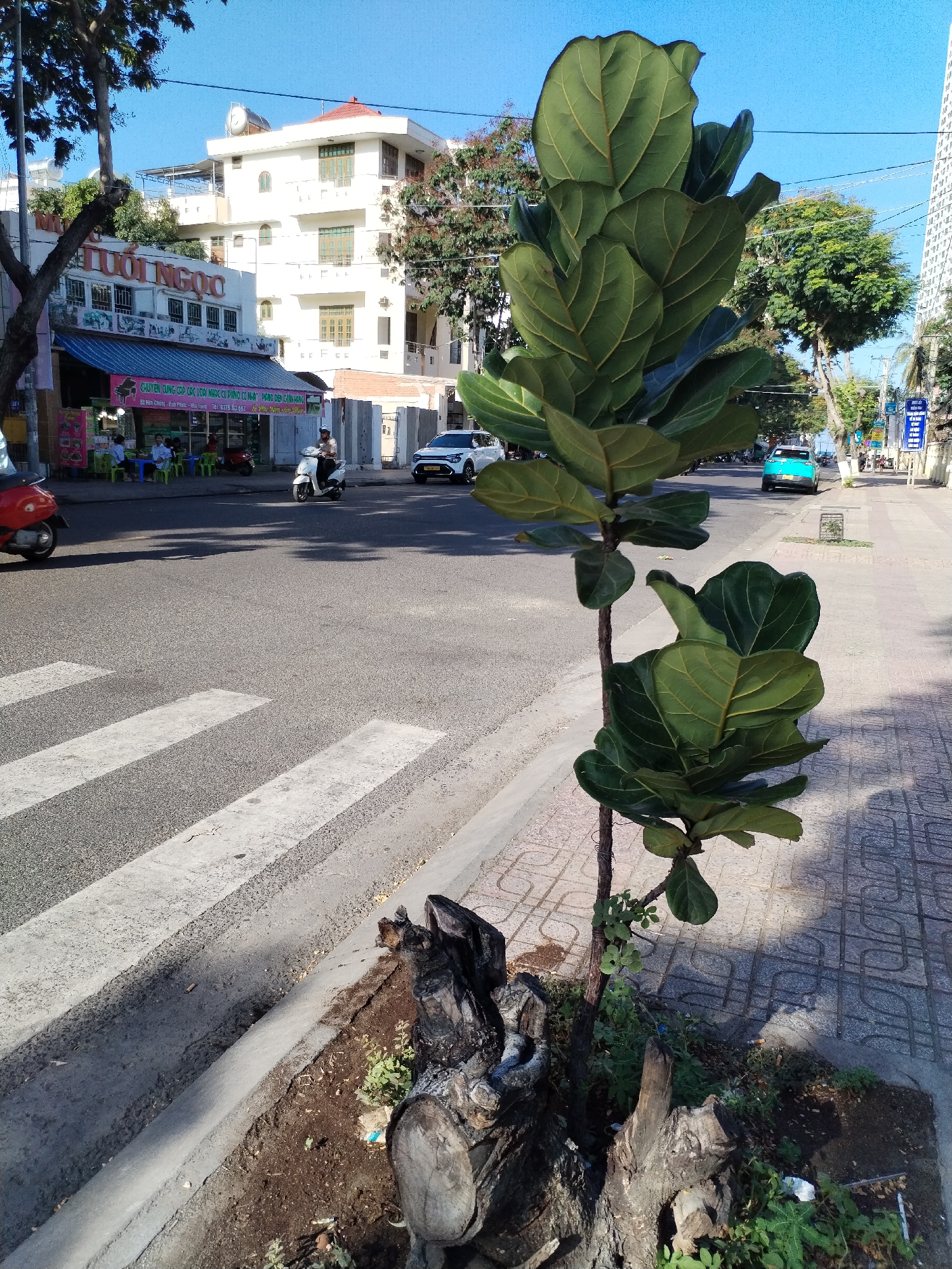 The image depicts a street scene in Bac Nha Trang Ward, Vietnam. A crosswalk cuts across the asphalt street, leading to a sidewalk paved with patterned tiles. A small, recently planted fiddle-leaf fig tree grows in a planting area between the sidewalk and the street, surrounded by the remains of a larger tree stump and assorted weeds. Across the street, a storefront with the sign "TUOI NGỌC" is visible, with people sitting at tables outside. Motorbikes and cars are on the road. Above the storefront, a multi-story white building stands, topped with a water tank. In the background, taller buildings and trees line the horizon under a clear blue sky.