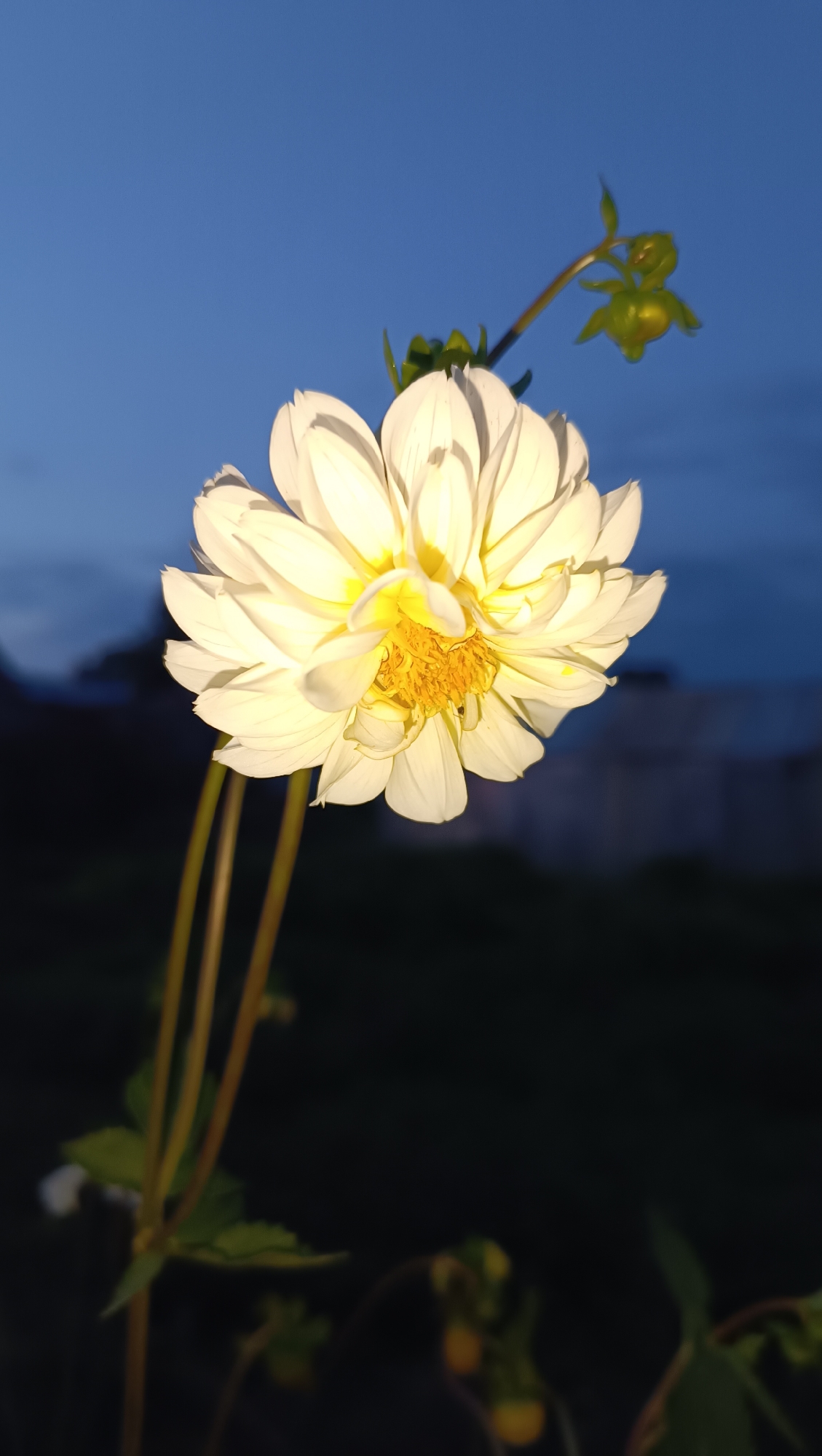A single white dahlia flower with yellow accents in its center is in full bloom. The flower is lit by artificial light, highlighting its delicate petals. The background is a dark, blurred expanse with a deep blue sky above, suggesting it is dusk or night. A few green buds are visible on a stem above and to the right of the main flower. The setting is outdoors, with the dark background possibly indicating a garden or natural landscape. There is no indication of the city of Karsha, Russia, in the image.