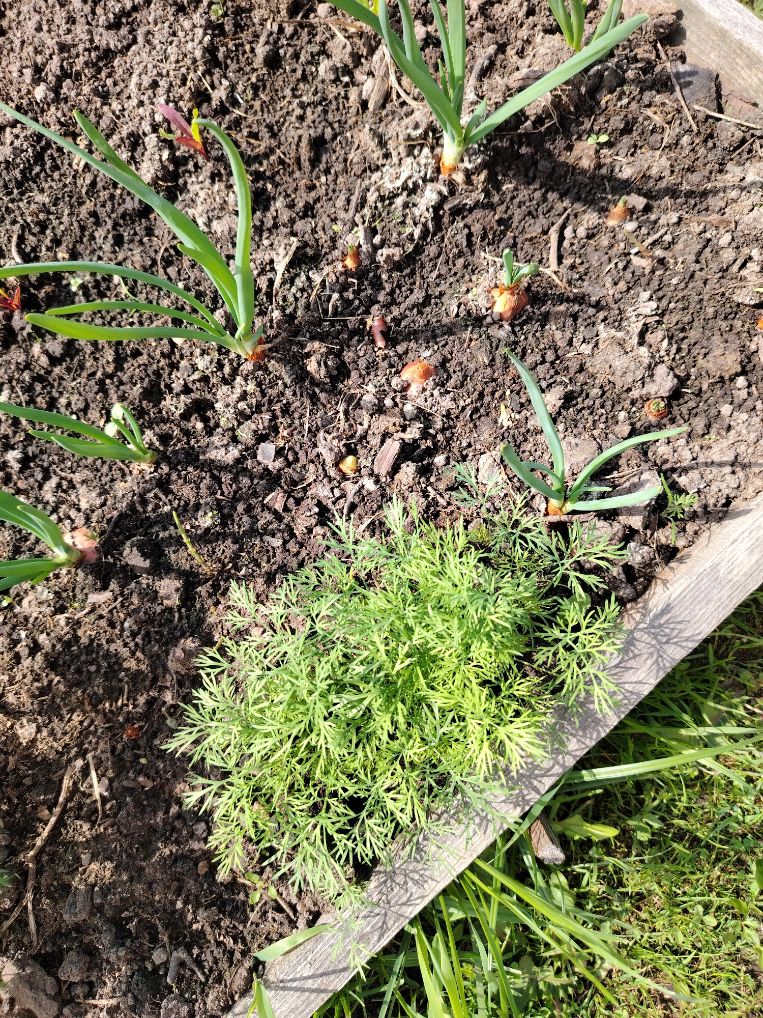 A close-up, overhead shot shows a garden bed in Vladimirovka, Russia. The garden bed is filled with dark soil and features several young green plants, likely onions, with narrow leaves emerging from small bulbs. Some of the onion plants have small red-tipped flower buds. In the lower right quadrant of the frame, a dense clump of feathery green foliage, possibly dill, grows. The edge of a wooden planter box is visible along the right side of the image, casting a shadow onto the grass and plants below. Sunlight illuminates the scene, creating strong contrasts and dappled shadows.