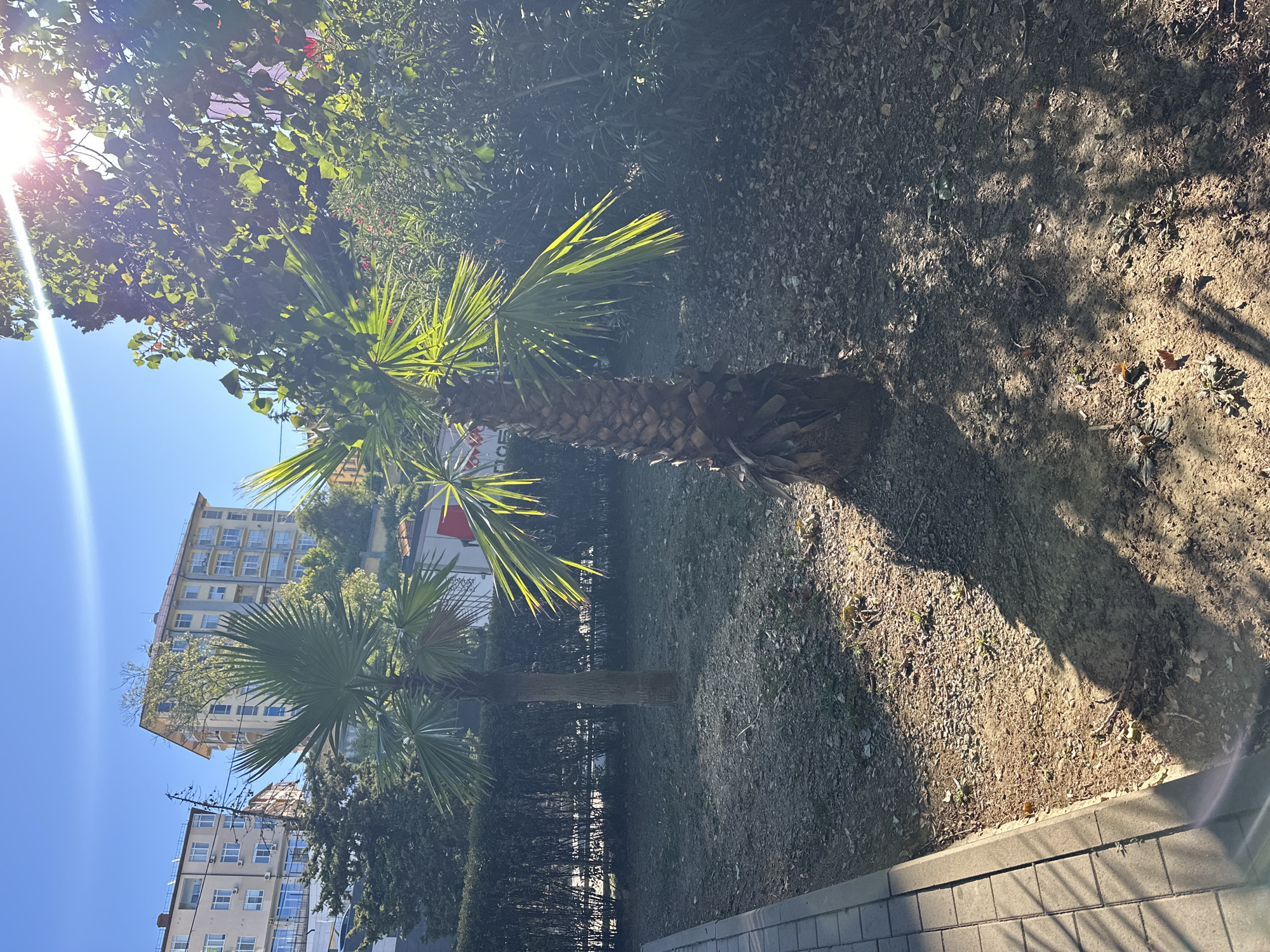 A bright, sunny day is captured in this image, likely taken in the city of Sochi, Russia, given the presence of palm trees and multi-story buildings indicative of a coastal resort area. The foreground features a paved walkway on the left, constructed of light-colored, rectangular pavers. Adjacent to the walkway is a patch of dry, dusty ground covered with fallen leaves and small pebbles. Two palm trees stand in this area; the one on the right is larger and closer to the viewer, its trunk appearing rough and textured with visible leaf scars. Its fronds are illuminated by the sun, creating a bright green halo effect. The second palm tree, smaller and further back, has a smoother trunk and more distant fronds.
In the mid-ground, a dense line of dark green, trimmed bushes forms a hedge, separating the grassy area from the background. Beyond the bushes, several multi-story buildings are visible. The building on the left is cream-colored with numerous windows and balconies, while the building behind it is taller and has a yellow facade.
The background is dominated by a clear blue sky, with the sun shining brightly from the upper right quadrant of the image, casting lens flare and strong shadows. Lush green foliage from trees and other plants can be seen, particularly on the right side of the image, partially obscuring the buildings. The overall impression is one of a well-maintained, sunny outdoor space, possibly a park or garden area adjacent to residential or hotel buildings. No people are present in the scene.