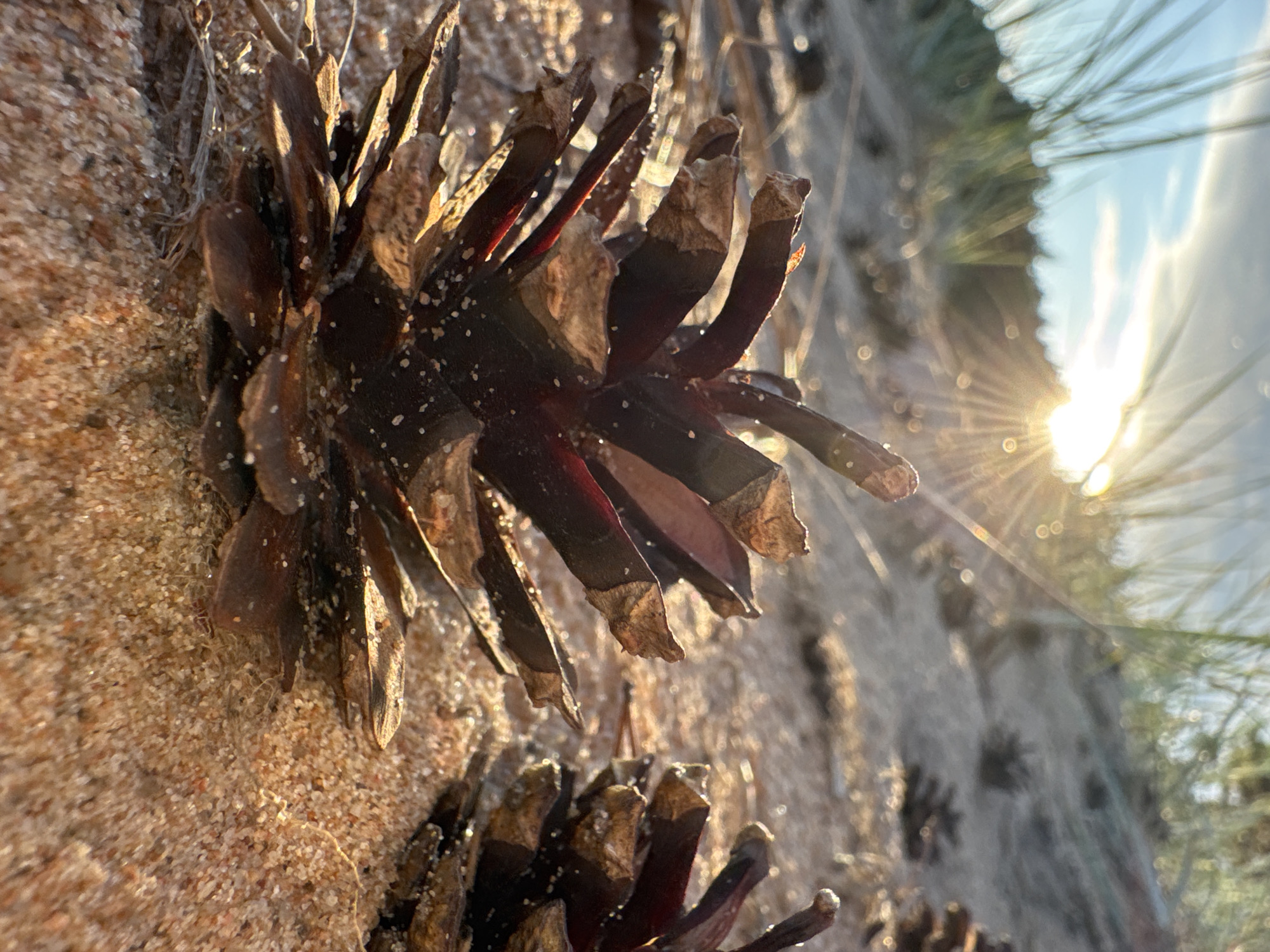 This is a close-up, low-angle shot of pine cones on a sandy surface. The foreground is dominated by a large, dark brown pine cone with reddish undertones, its scales slightly open and revealing inner parts. The pine cone is covered in small white specks, likely sand grains or possibly resin. Behind it, to the right, is another similar pine cone, partially in focus. The ground appears to be coarse sand, illuminated by warm sunlight that creates a glinting effect on the surface. In the background, tall, thin blades of grass or reeds are silhouetted against a bright sky. The sun is a prominent feature in the upper left quadrant, casting strong rays that streak across the image and are visible through the grass. The overall setting suggests an outdoor environment, possibly a beach or sandy dune area. The location is identified as Shepelevo, Russia.