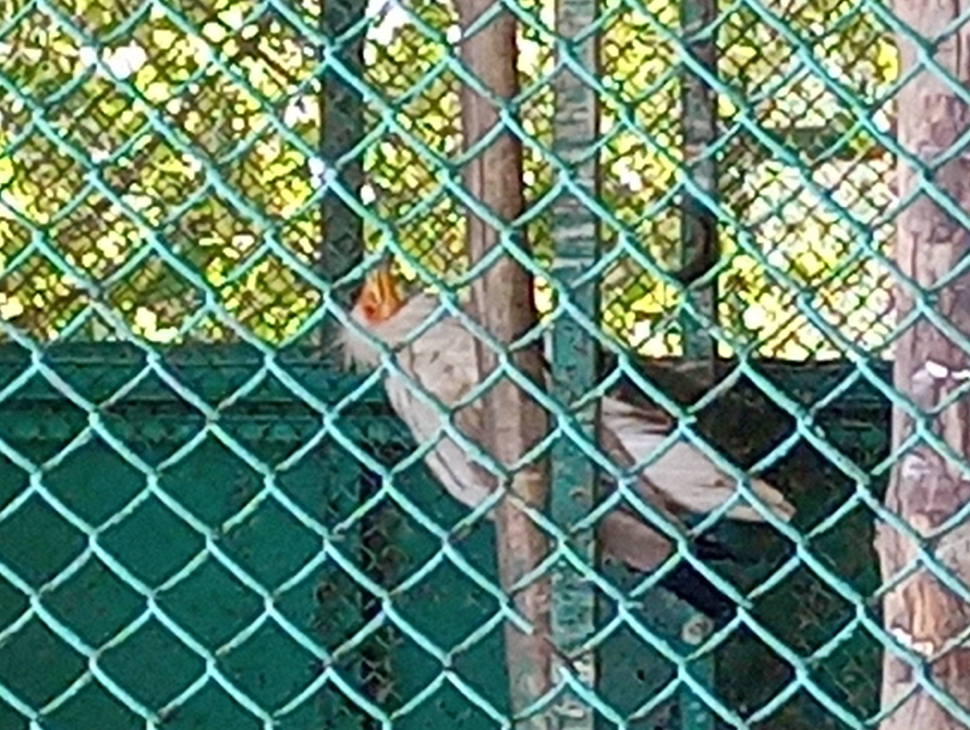 An adult bird with light grey plumage, a long curved beak with an orange-yellow hue, and a crested head is perched on a wooden branch within a green metal chain-link fence enclosure. The bird faces to the right, with its head turned slightly towards the viewer. The background is blurred with green and yellow foliage, suggesting an outdoor environment. The photograph was taken in Almaty, Kazakhstan.