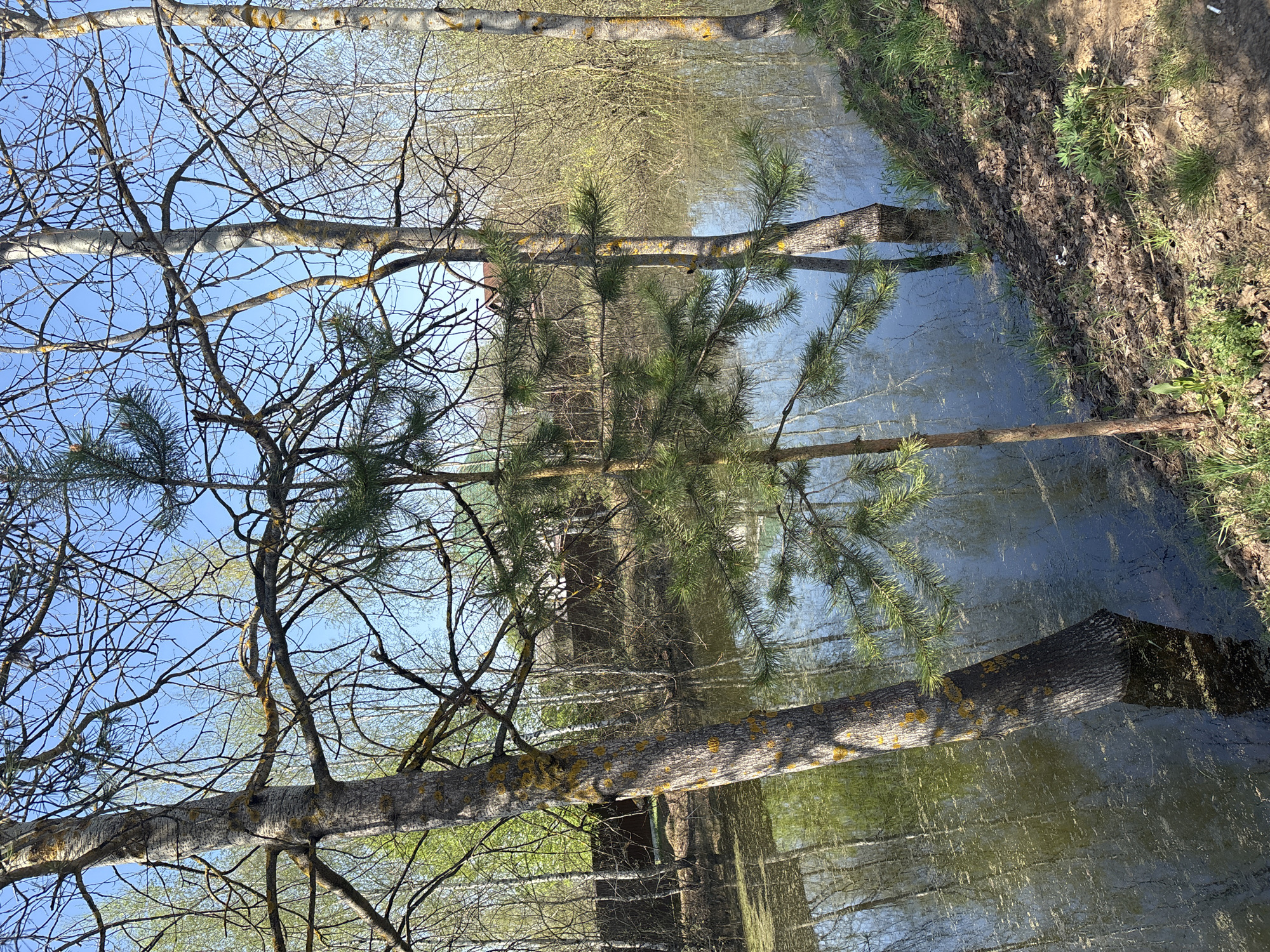 A fallen tree lies horizontally across a body of water, likely a stream or canal, in Мещёры, Russia. The tree trunk is gray with patches of yellow lichen. Its bare branches and a few pine needles are visible. The water reflects the surrounding trees and sky, creating a mirrored image. The bank of the water body is covered with brown leaves, grass, and some green vegetation. The sky is light blue.