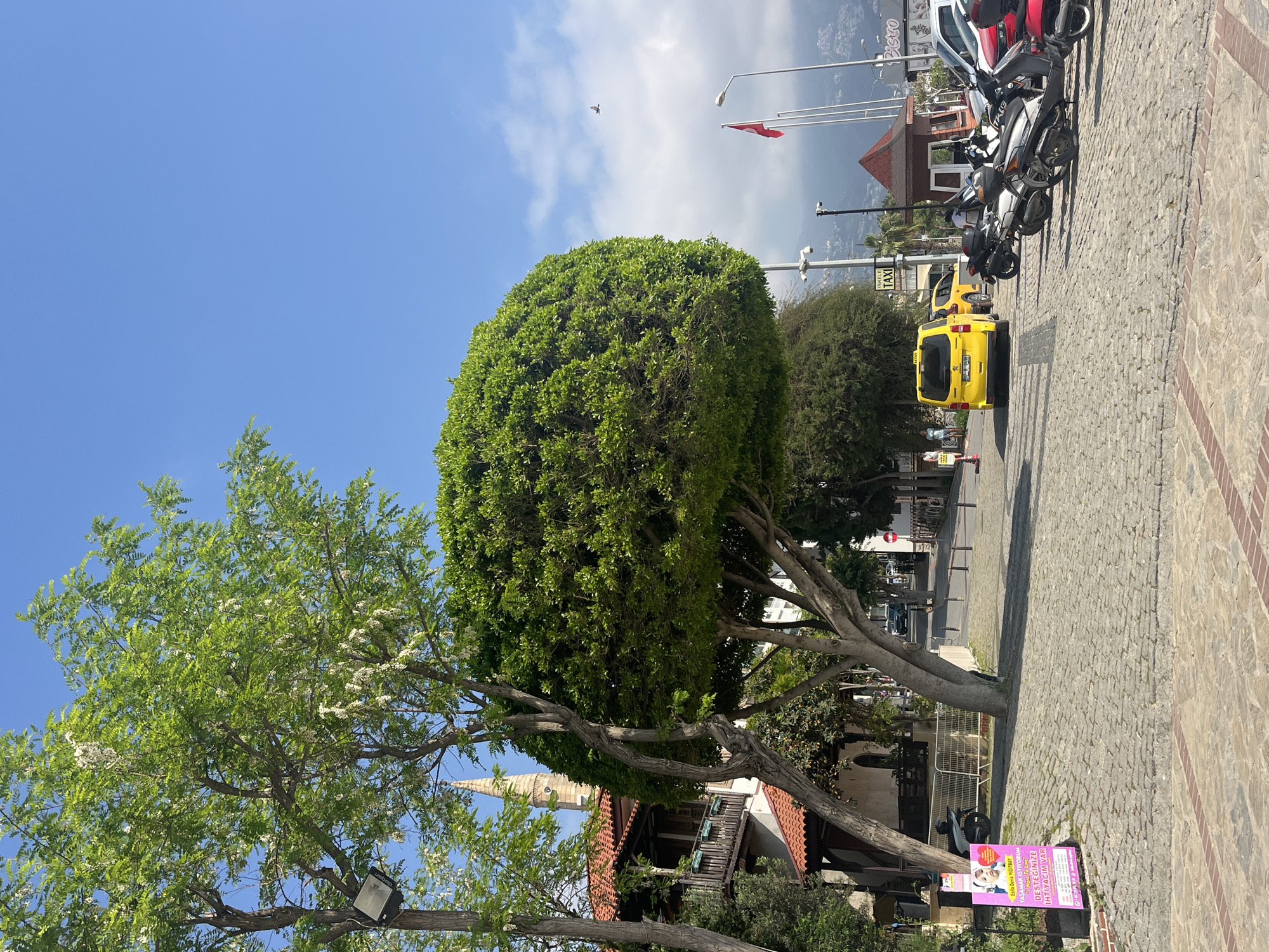 This outdoor scene, set in Alanya, Turkey, captures a sunny day on a paved street flanked by lush greenery and buildings. The setting is a bustling urban area with a mountainous backdrop.
In the foreground, two prominent trees dominate the left side. One is a meticulously trimmed, dense, spherical tree with dark green foliage. Adjacent to it, another tree with lighter green leaves and white blossoms extends its branches across the frame. Behind these trees, parts of traditional-looking buildings with red-tiled roofs and wooden balconies are visible. A minaret, hinting at a mosque, can be seen beyond the blooming tree.
The street is paved with cobblestones, and the sidewalk features larger flagstones. A bright yellow taxi van, possibly a Peugeot, is parked on the right side of the street, facing away from the viewer. Several motorbikes and scooters are neatly parked along the curb, with a white car partially visible behind them. Streetlights and what appear to be security cameras are mounted on poles. A red flag, likely the Turkish flag, flies from a pole in the distance, beneath a partly cloudy blue sky where a small bird is in flight.
The time of day appears to be sunny daytime, with clear weather conditions. A sign on a pole reads "ISKELE TAXI". On the lower right, a purple sign is placed on the ground. Its text reads "Esila Deniz YIGITBAY", followed by "YAŞAMAK ISYIYORUM" (I WANT TO LIVE), "Want To Live", and "DESTEGINIZE İHTİYACIM VAR" (I NEED YOUR SUPPORT), indicating a personal plea or campaign. A partial "Bistro" sign is also visible on a building in the background. The overall impression is a vibrant street scene characteristic of a Mediterranean town.