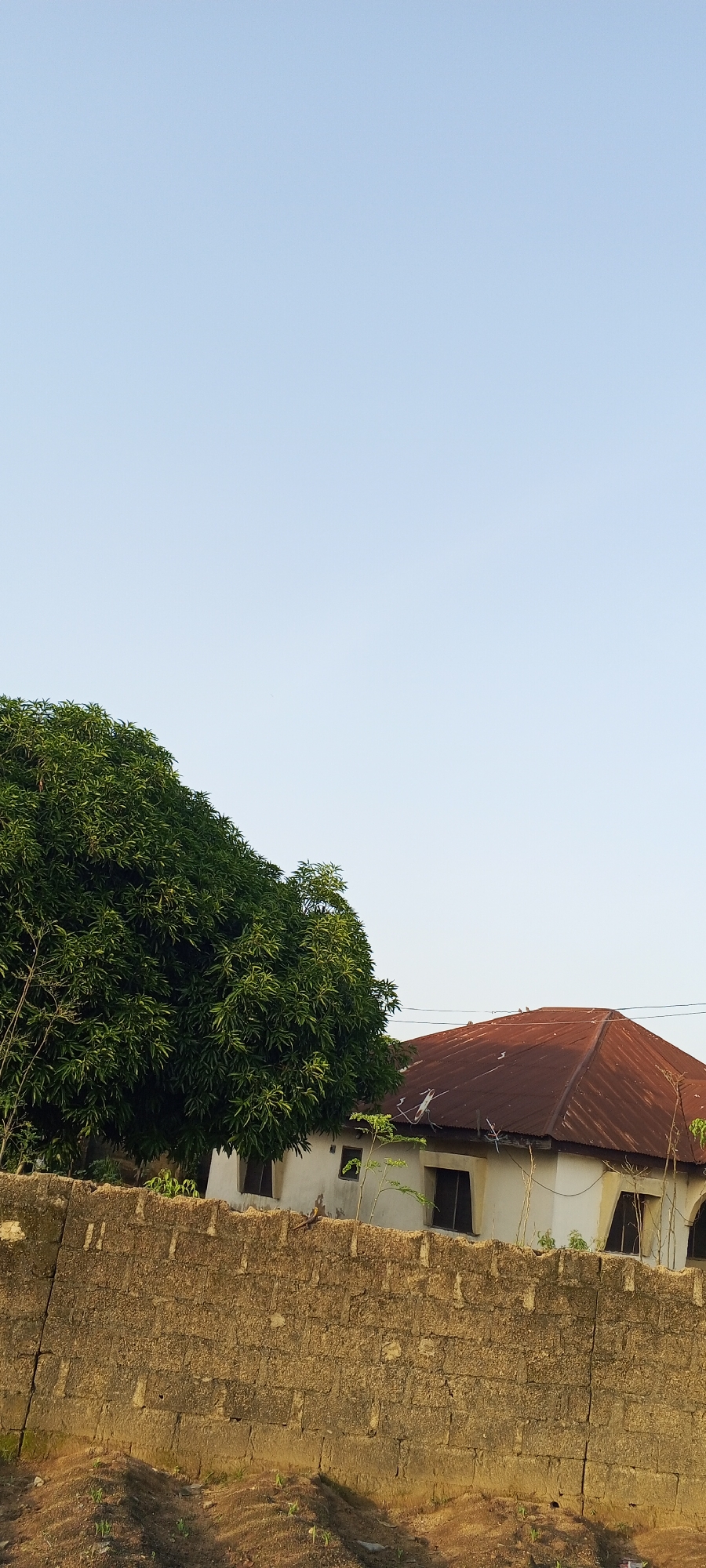 In Jalingo, Nigeria, a light blue sky stretches above a scene dominated by a large, dense green tree on the left. To its right, a building with a rust-colored corrugated metal roof is visible. The building has white walls and dark-framed windows. In the foreground, a rough, textured wall constructed from interlocking blocks runs horizontally across the frame, separating the viewer from the background. The ground in front of the wall is rough and appears to be soil with some small green shoots emerging. The overall impression is that of a residential area, likely in the afternoon given the lighting.