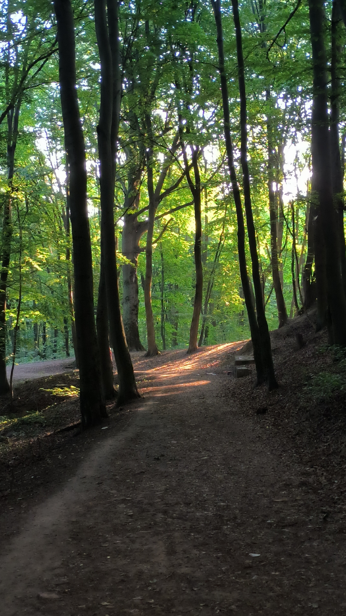 The image depicts a sun-dappled forest path winding through dense trees. The path is covered with dirt and fallen leaves, and sunlight filters through the canopy, creating a warm glow on the ground in the distance. The trees are tall and their leaves are a vibrant green. The overall impression is one of a peaceful, natural setting. There is no specific indication of the location being in Lviv, Ukraine, but the scene is consistent with a forest environment that could be found in many cities with surrounding natural areas.