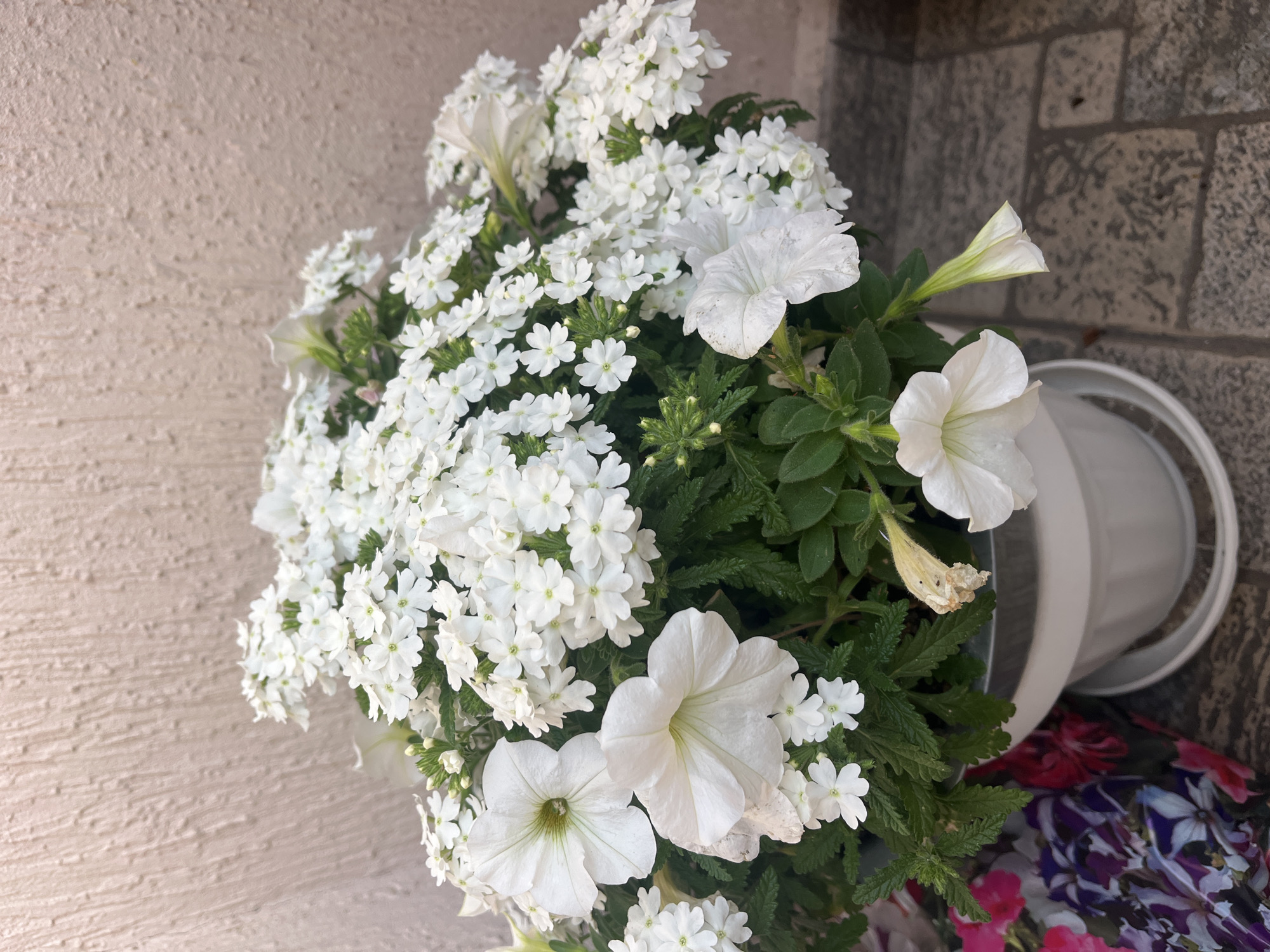 The image displays a vibrant arrangement of white flowers in a planter, set outdoors against a textured architectural background in Dobrich, Bulgaria. The main subjects are two types of white flowers: several larger, trumpet-shaped blossoms, consistent with Petunias, and numerous smaller, five-petaled flowers clustered together, resembling Verbena. These flowers are abundant, creating a dense, lush display, complemented by rich green foliage with serrated leaves.
A white cylindrical planter or pot is partially visible on the right side of the image, holding the floral arrangement. The background features two distinct wall textures: a light beige or off-white stucco-like wall with a rough surface on the left, and a darker, greyish wall composed of rectangular stone or brick-like blocks on the right. In the lower right corner, a glimpse of colorful patterned fabric or a bed of other flowers in shades of purple, pink, and red can be seen beneath the planter.
The scene is static, depicting no human activity. The natural lighting suggests it is daytime. The overall impression is one of beauty and tranquility in an outdoor garden or patio setting. There is no visible text in the image.