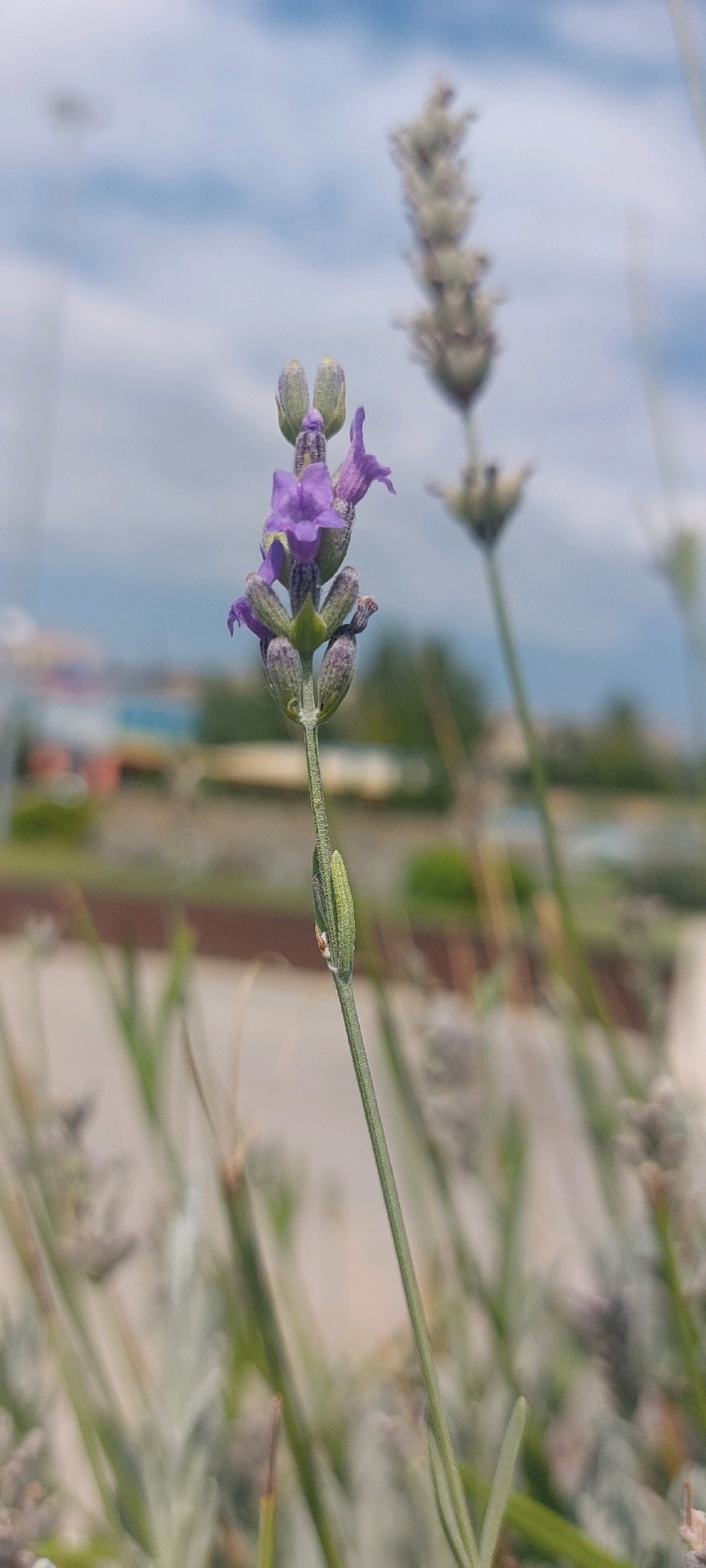 A close-up, vertical shot focuses on a blooming lavender stalk against a blurred background of a city skyline under a cloudy sky. The lavender stalk is slender and green, with small, unopened buds clustered at its tip. A few fully bloomed purple flowers are visible, their delicate petals spread open. In the background, out of focus, are buildings with various colored roofs and greenery, suggesting an urban park or garden. The sky is a pale blue with soft, diffused clouds. The overall impression is one of nature thriving within an urban setting in Rustavi, Georgia.