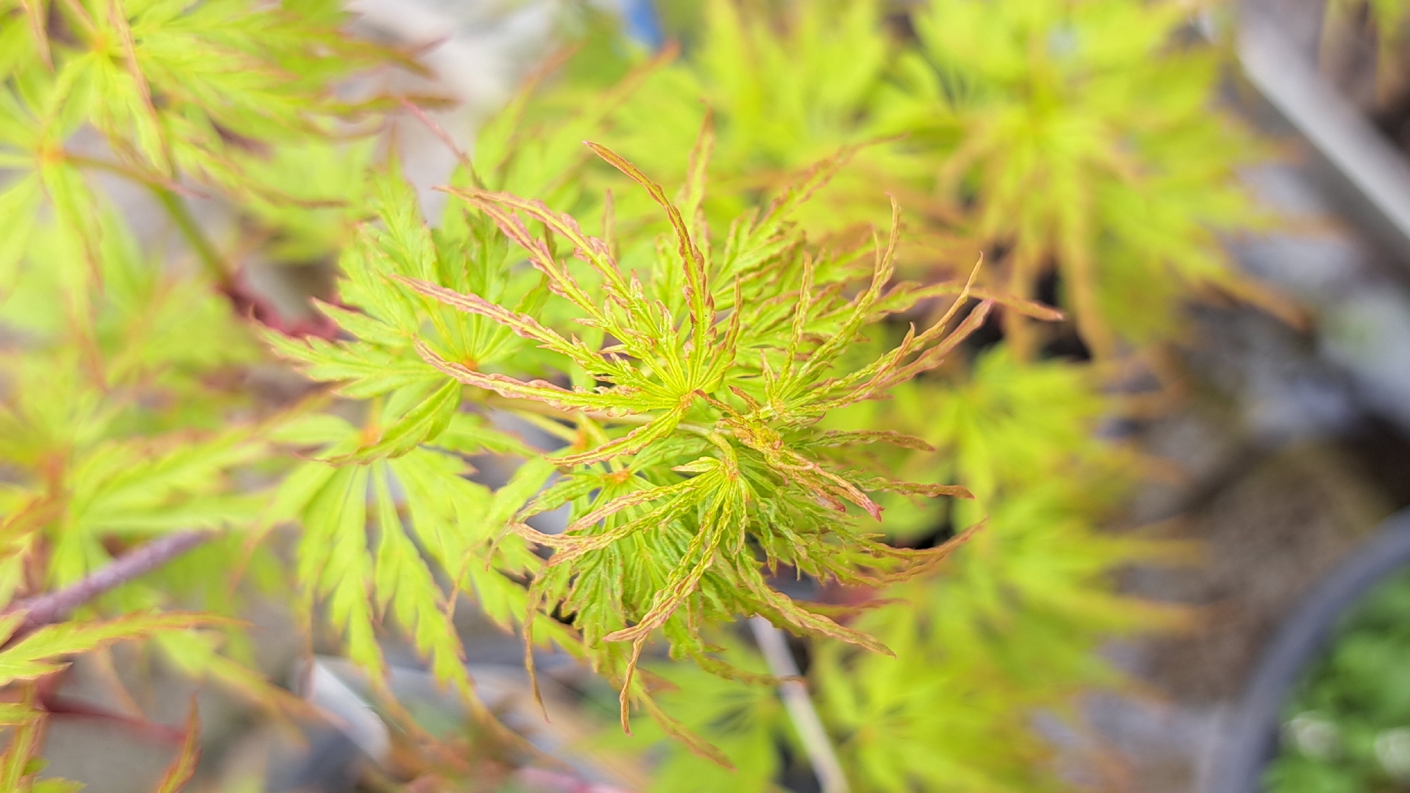 A close-up, eye-level shot displays a cluster of vibrant green and orange leaves, likely belonging to a Japanese maple tree. The leaves are finely dissected, giving them a delicate, lacy appearance. The green is a bright, fresh shade, while the edges are tinged with a reddish-orange hue. The focus is sharp on the leaves in the center of the frame, while the surrounding foliage and the background are softly blurred. A potted plant can be seen in the lower right corner, suggesting the setting could be a nursery, garden center, or a private garden, though the precise location in the city of Unknown, Unknown is not identifiable.