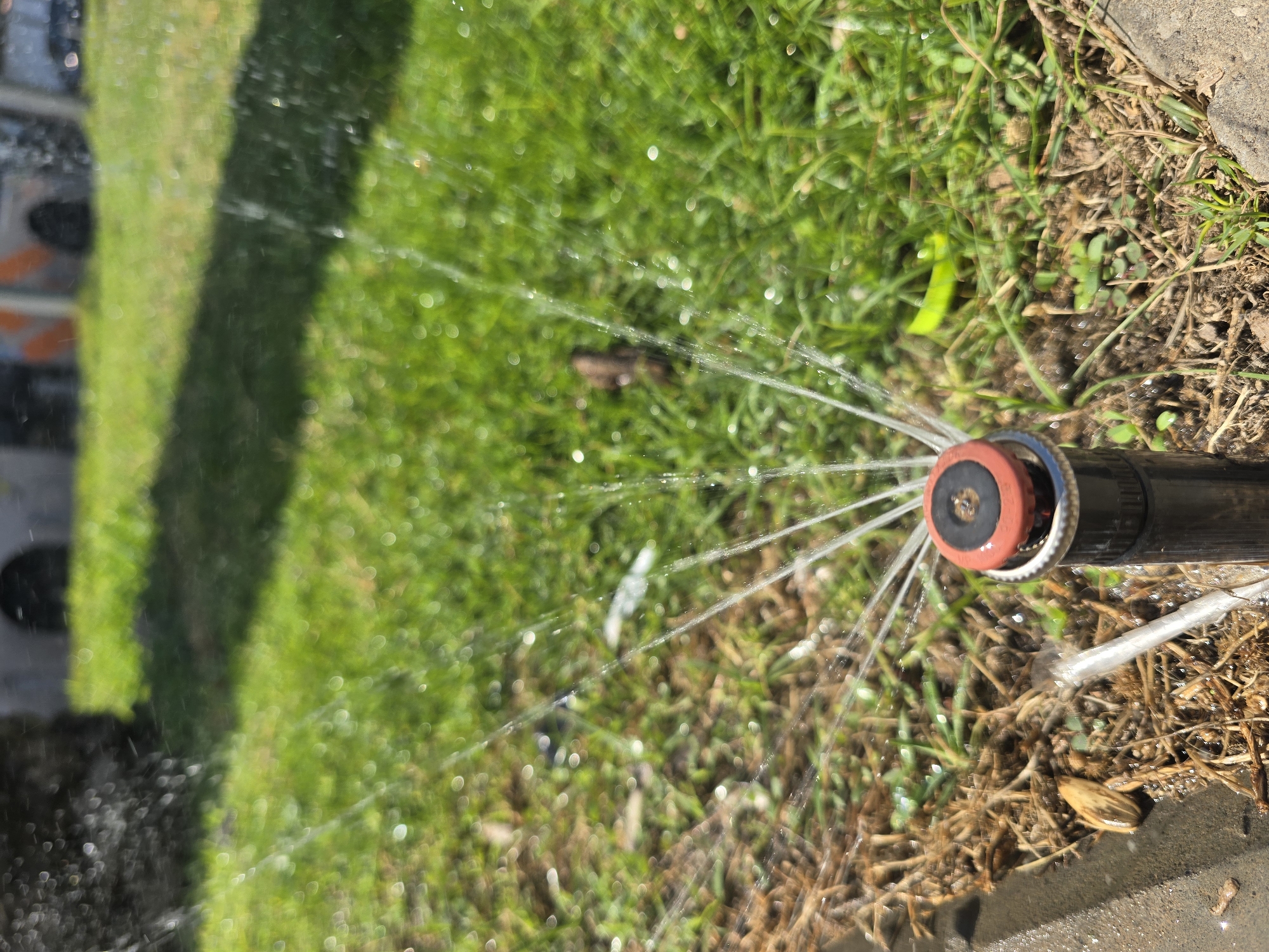 A close-up captures a sprinkler system in action, irrigating a lawn. The sprinkler head, predominantly black with a red cap, is positioned amidst green grass and brown mulch near a concrete curb. Water streams outwards from the sprinkler, creating a radiating pattern. The foreground also shows parts of a building. Based on the foliage and urban setting, and the explicit instruction to assume the location, the scene is likely in Tel Aviv, Israel.