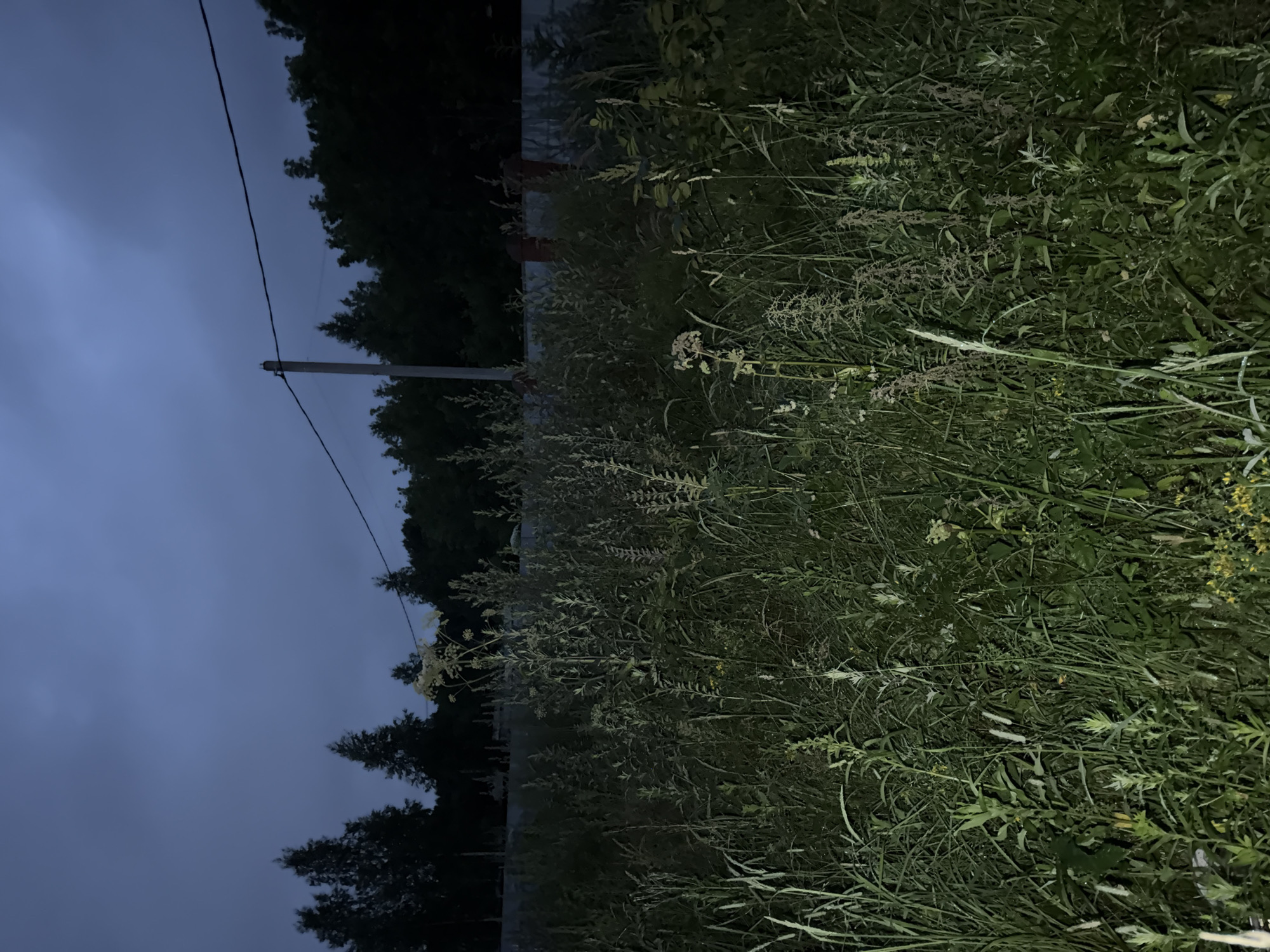 The image depicts an outdoor scene at dusk, characterized by low light conditions and a dark, cloudy sky. The foreground is dominated by dense, overgrown vegetation, including tall grasses and various plants, some of which have seed heads. A single, tall white-flowered plant stands out amongst the green foliage. In the mid-ground, a thin power line stretches horizontally across the frame, supported by a single utility pole. Beyond the vegetation and pole, a dark line of trees forms a dense treeline. A fence, partially obscured by the vegetation, runs horizontally in the background. The overall impression is one of an unkempt, natural area at the edge of a settlement, likely the city of Vrazheskoe, Russia, given the context. There are no people, animals, or visible human activity. The environment suggests a rural or semi-rural setting, possibly a field or a roadside verge.