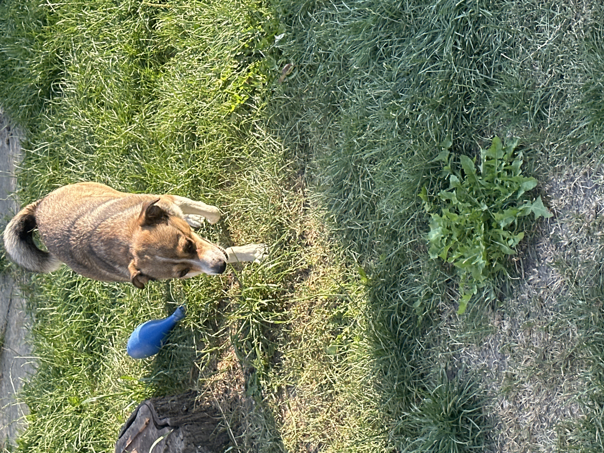 A medium-sized, short-haired dog with brown and white fur walks on a grassy area. The dog is looking down and appears to be sniffing the ground. To the left of the dog, there is a weathered wooden stump and a bright blue object, possibly a toy or a piece of plastic. The ground is covered in green grass and patches of dry earth. In the foreground, a cluster of green leafy plants is visible. The lighting suggests it is daytime, with shadows cast across the grass. This scene is located in Makiv, Ukraine.