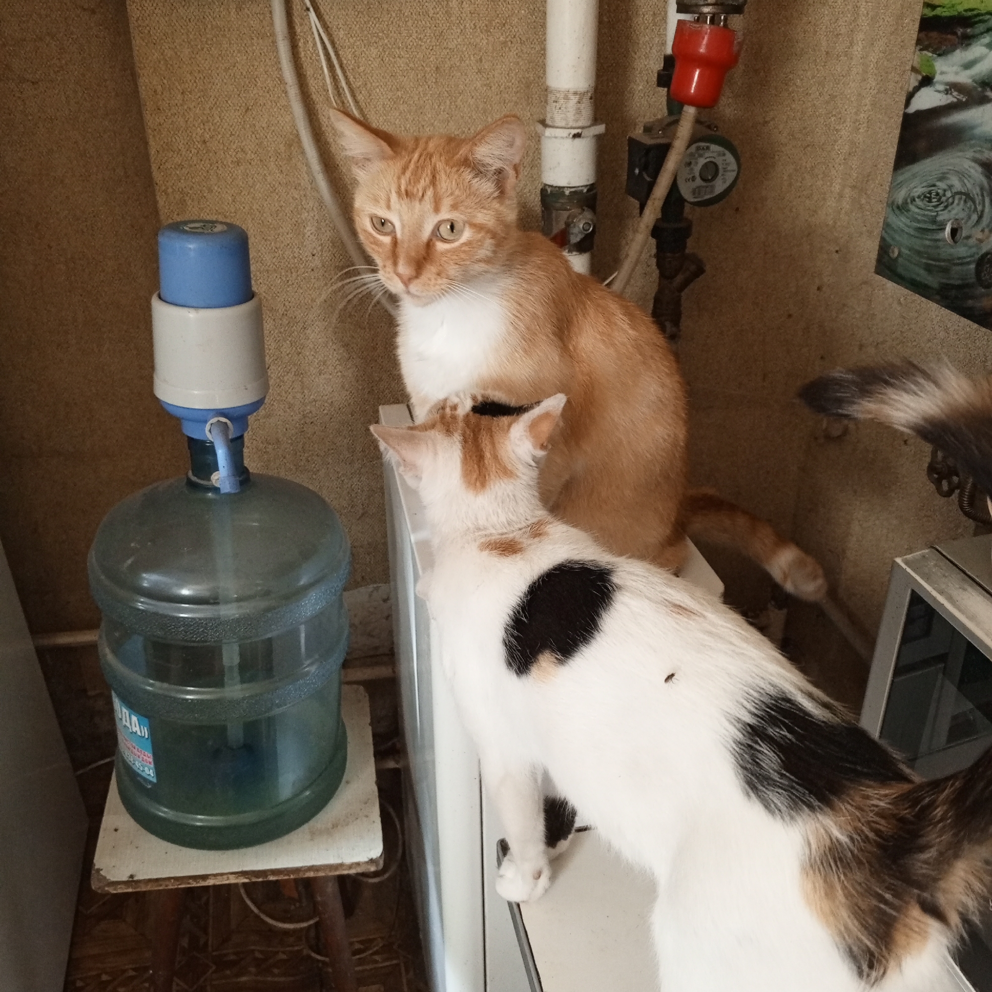 In an indoor scene, two domestic cats are present. An orange and white cat sits to the right, facing left. In front of it, a calico cat is positioned with its back to the viewer, facing the orange cat. The calico cat has black, white, and orange markings. A large clear water jug with a blue and white dispenser sits on a small stool to the left. The jug is partially filled with green liquid. Behind the cats, a wall with textured wallpaper is visible, with pipes and a red valve attached to a white cylindrical object. A decorative picture with a water ripple motif is mounted on the wall to the far right. The floor appears to be covered in wood-look tiles or linoleum.