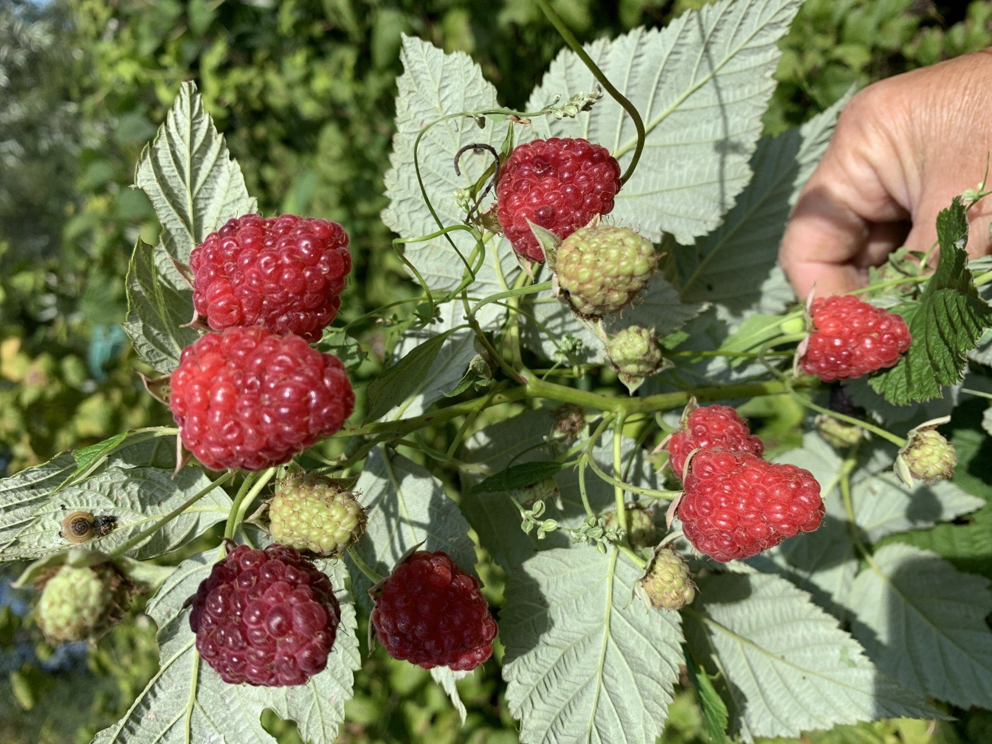 In the city of Novostroika, Russia, a close-up shot captures a raspberry bush laden with ripe, red berries and unripe green ones. The foreground features a human hand, its fingers gently holding one of the red raspberries, suggesting the act of harvesting. The background is filled with lush green foliage, indicating an outdoor setting, likely a garden or an orchard. A snail can be observed on a leaf in the upper left portion of the image, adding a touch of natural detail to the scene. The sunlight illuminates the berries, highlighting their textured surfaces and vibrant colors.