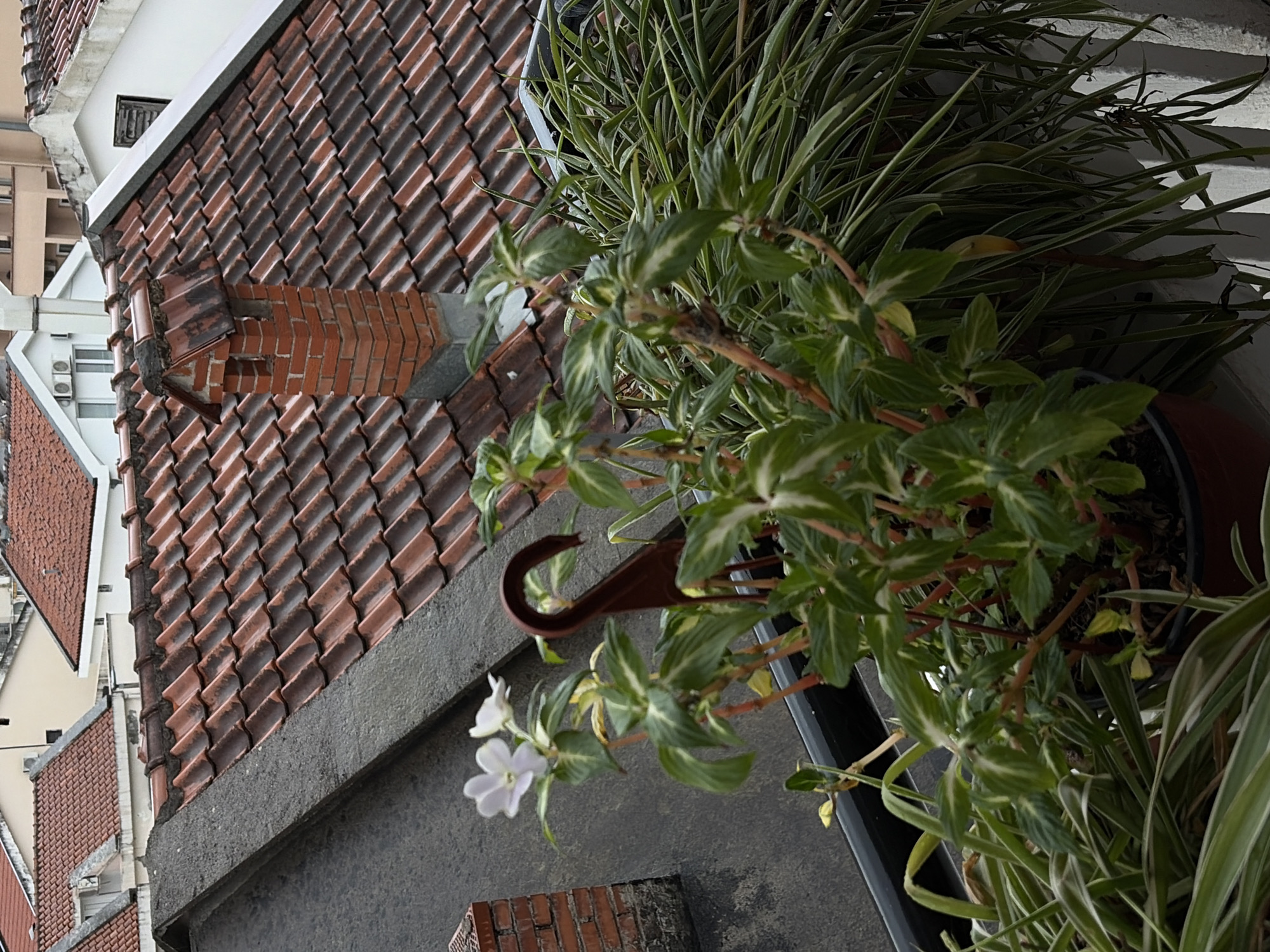 A view of a balcony in Budva, Montenegro, shows a flower pot with greenery hanging over the edge. Behind the flower pot, a building with a terracotta tiled roof and a brick chimney is visible. Other buildings are also visible in the background.