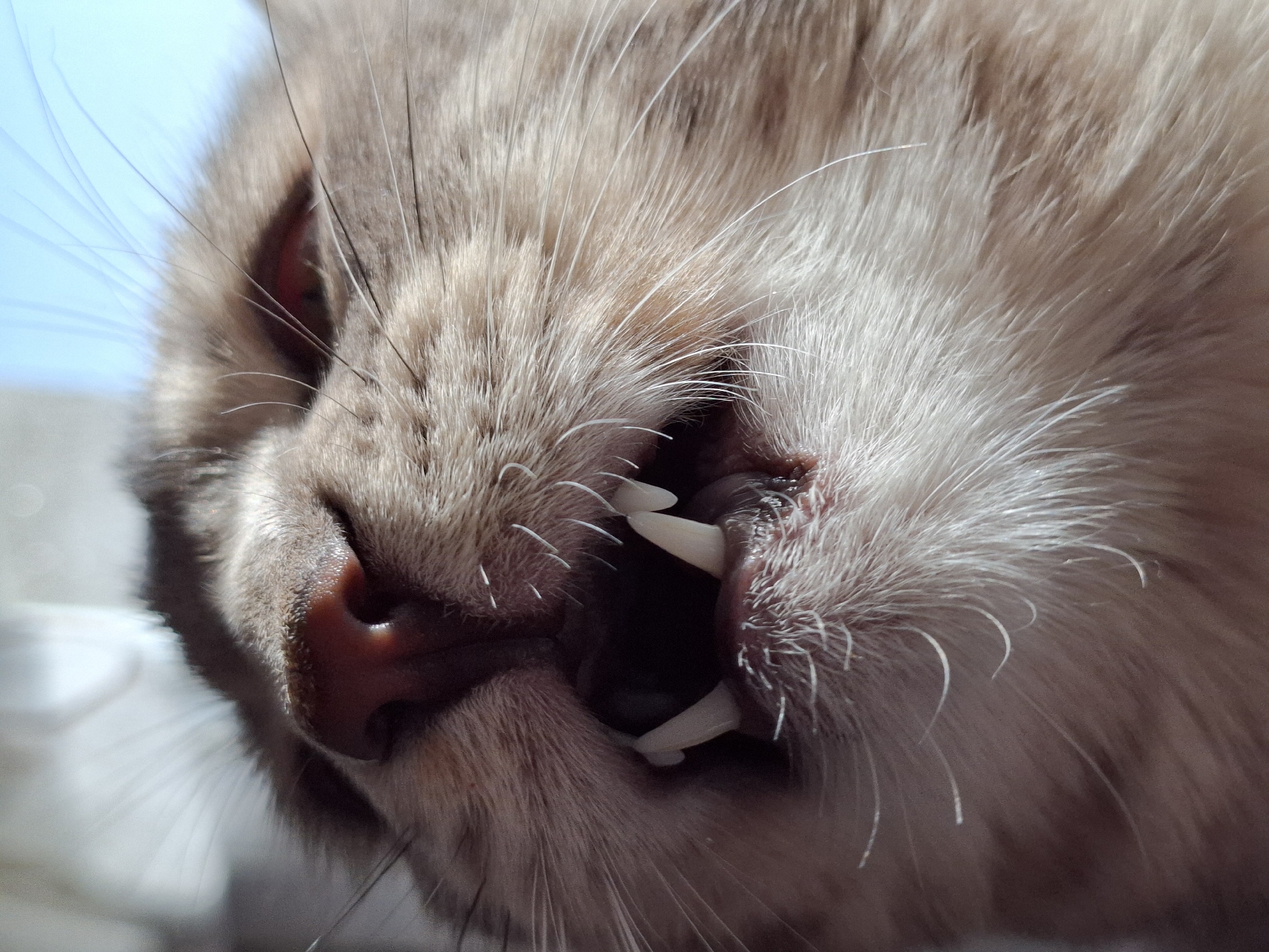 A close-up image shows the face of a light brown cat, revealing its teeth. The cat's nose is pink, and its whiskers are prominent. The background shows a hint of a light blue sky. The location is unknown, and no information suggests it is in Novi Sad, Serbia.