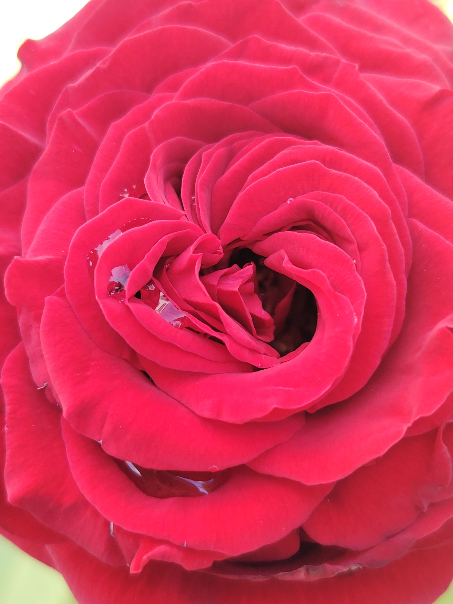 This is a close-up, overhead, full-frame photograph of a red rose with dew drops on its petals. The rose is in focus, with soft, blurred green foliage in the background. The petals are tightly layered, creating a swirling pattern that draws the viewer's eye towards the center of the bloom. The dew drops reflect the light and add a delicate shimmer to the velvety texture of the petals. The image does not contain any information that would allow for the identification of its location in the city of Chaikovsky, Russia.