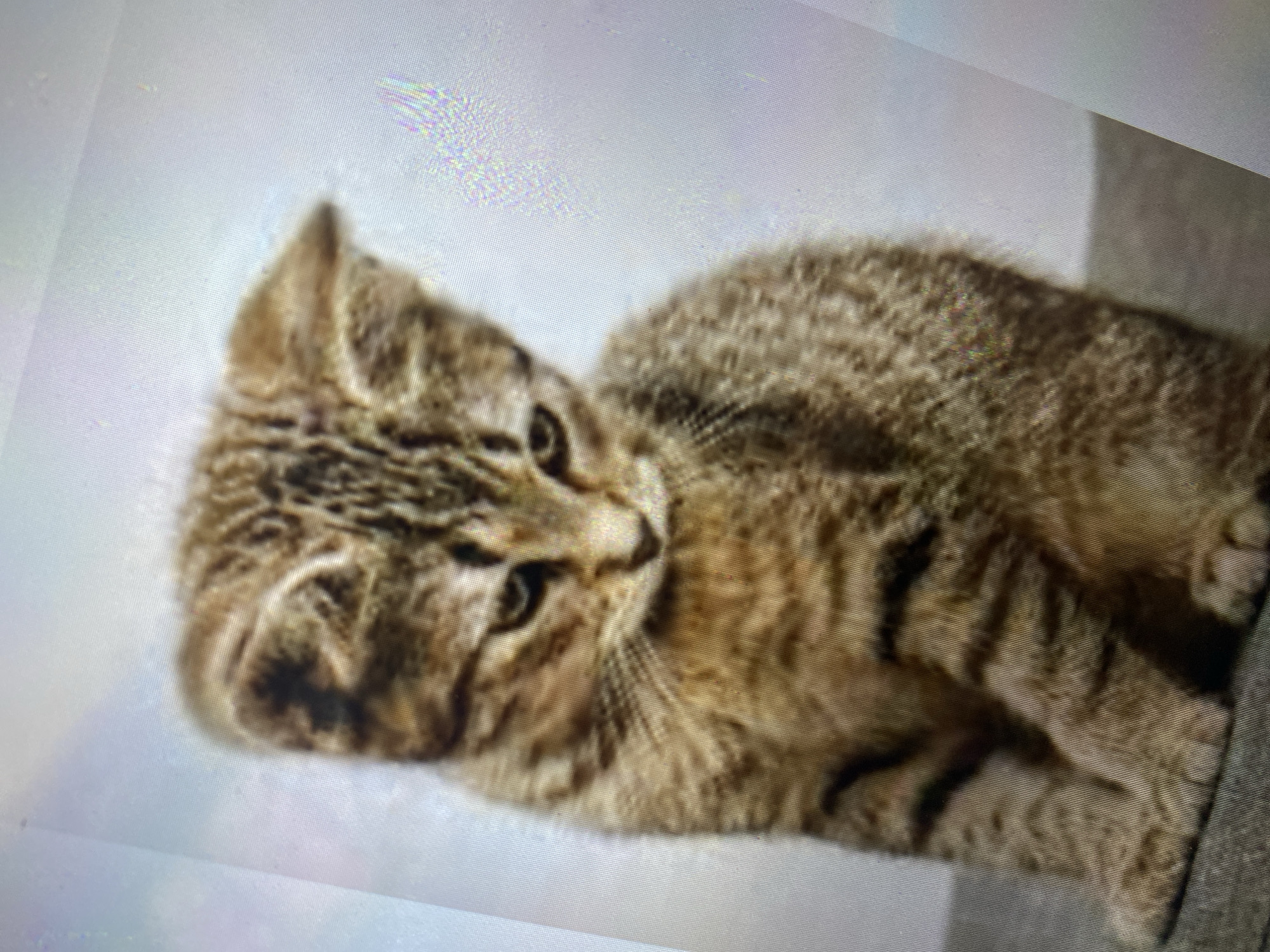 A tabby kitten is sitting on a surface, looking down with its head tilted. The kitten has brown and black stripes and appears to be in a relaxed pose. The background is a light color, possibly a wall or fabric, and is out of focus. The image is a photograph, likely taken indoors. There is no indication of the location being in Ta', Indonesia.