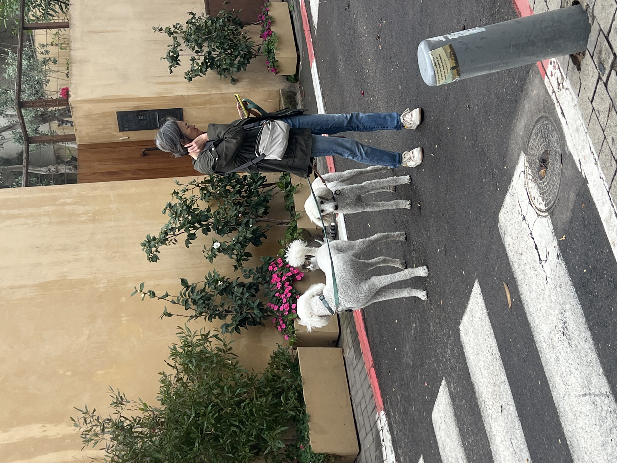 A woman with short gray hair walks two white standard poodles along a street in Tel Aviv, Israel. She is wearing a green jacket, blue jeans, and white sneakers, and she is holding a smartphone. A gray bag is slung over her shoulder. The dogs are on leashes and appear to be walking calmly.
The street is lined with buildings and greenery. The building behind the woman is yellow with a dark brown door and a black mailbox. Bushes grow along the base of the building, and some of them have pink flowers.
The road features a crosswalk with wide white stripes. A gray metal bollard is visible on the sidewalk adjacent to the crosswalk.