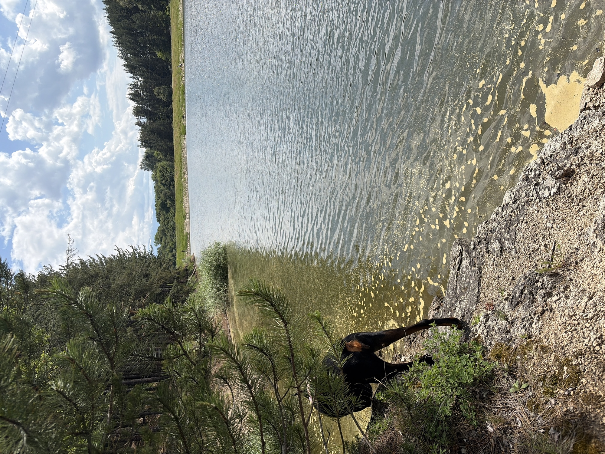 This image depicts a natural outdoor scene in Alino, Bulgaria, featuring a dog at the edge of a calm water body, framed by pine trees, and extending to a forested distant shore under a cloudy sky.
In the foreground, a black Doberman dog is partially visible from its mid-back and hind legs on the left. The dog is positioned on sandy, rocky soil at the immediate water's edge, partially obscured by dark green pine branches that extend from the left side of the frame. The water directly adjacent to the shore and extending into the midground is murky and covered with distinct patches of yellow particulate matter, consistent with pollen or algae bloom. This yellow matter floats on the water's surface, which exhibits light ripples.
The midground features an expanse of open water, appearing clearer and reflecting the sky, with small surface ripples. A light-colored grassy bank forms the opposing shoreline, behind which a line of various trees, including both coniferous and scattered deciduous species, is visible.
In the background, dense coniferous forests cover higher ground on the right side of the distant shore. The sky above is light blue with numerous large, fluffy white cumulus clouds. Faint overhead utility lines or communication wires are discernible stretching across the upper right quadrant of the sky. A small, dark human-like figure is faintly visible on the distant grassy bank near the tree line on the right side of the frame. The overall lighting suggests a bright, sunny day.