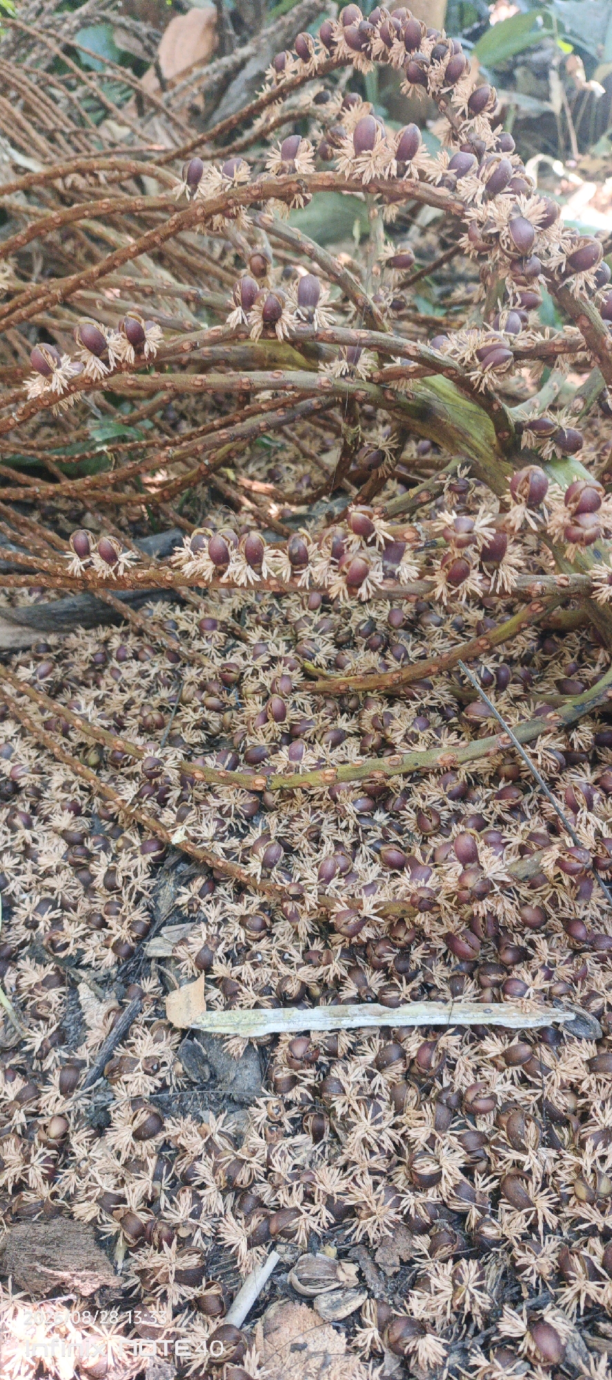 The image is a close-up, overhead shot of fallen palm tree seeds and fronds on the ground. The seeds are small, dark purple, and oval-shaped, with lighter brown, feathery husks. They are scattered in a dense layer across the ground, with some appearing to be still attached to dried frond remnants. Several brown, woody frond stems are visible, some broken and intertwined, creating a tangled appearance. The ground beneath the debris appears to be soil and leaf litter. The lighting suggests an outdoor, possibly shaded, environment. The location is identified as Sidodadi, Indonesia, based on the embedded watermark in the original image which reads "2023/08/28 13:33 Infinix NOTE 40". There are no people or animals visible in the image.