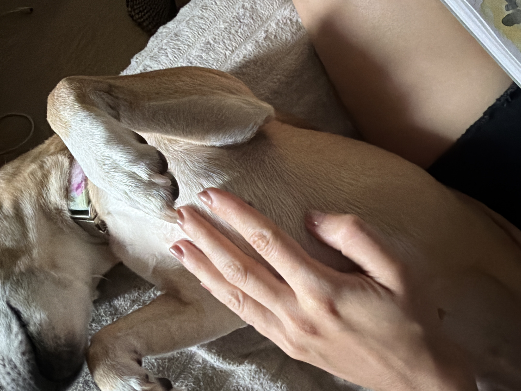 A close-up, overhead shot shows a person's hand gently petting a tan-colored dog lying on its back. The dog's paws are raised, and its head is turned away from the camera. The dog wears a pink and green collar. The setting appears to be indoors, possibly on a couch or bed, with a textured gray blanket visible underneath the dog. The person's hand has neatly manicured fingernails. The image's composition focuses on the interaction between the human and animal, with a blurred background. There is no indication of the city of Svilengrad, Bulgaria.