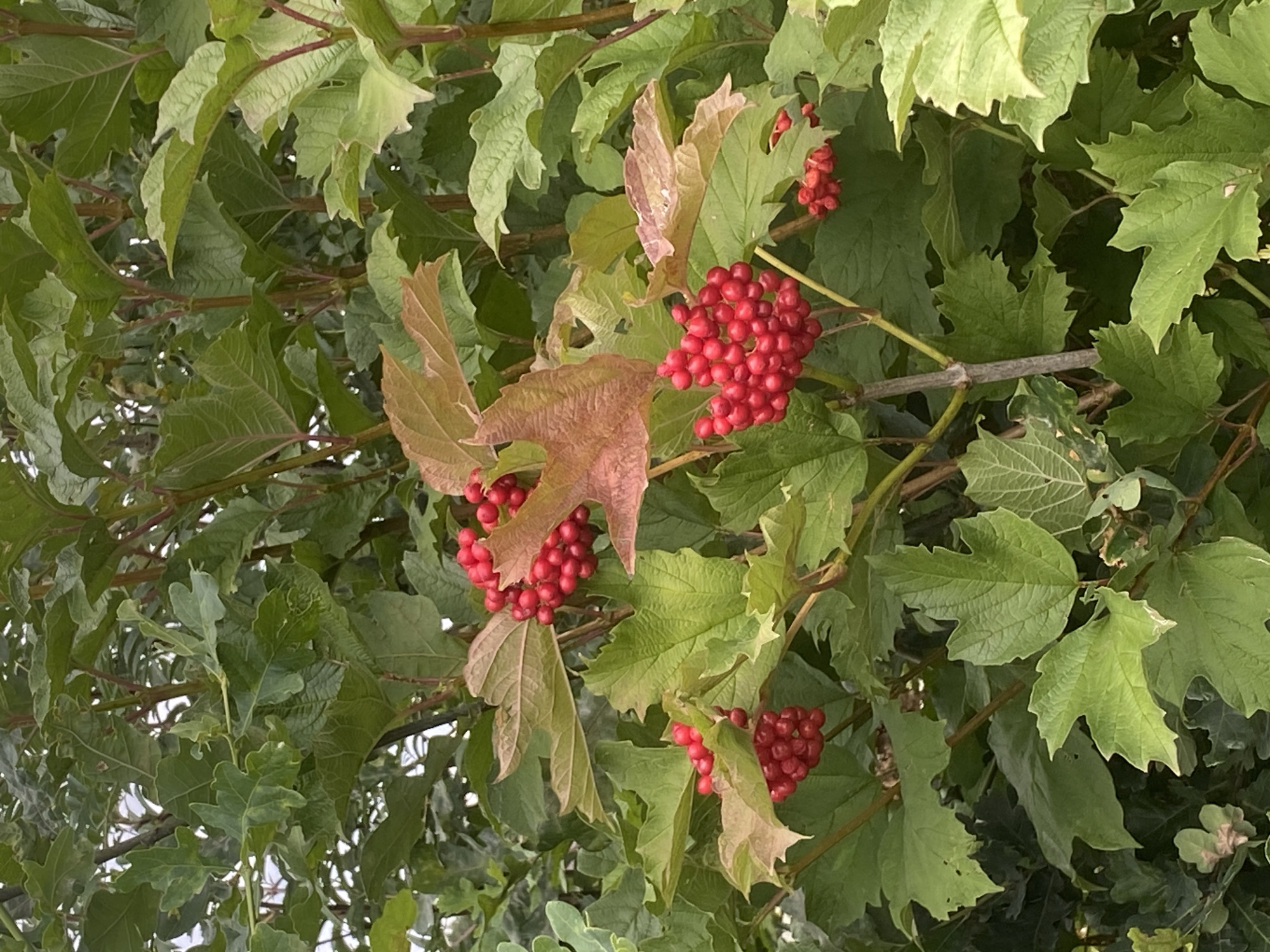 The image shows a close-up view of a plant with clusters of bright red berries and green leaves. Some of the leaves have a reddish-brown hue. The berries are small and round, growing in dense bunches. The surrounding foliage is dense and lush, suggesting an outdoor environment. The background is a blur of green and some lighter colors, indicating the image was taken in natural light, possibly outdoors in a garden or park. The specific location in Schwarme, Germany is not identifiable from the visual information provided in the image. There are no people or animals present in the scene.