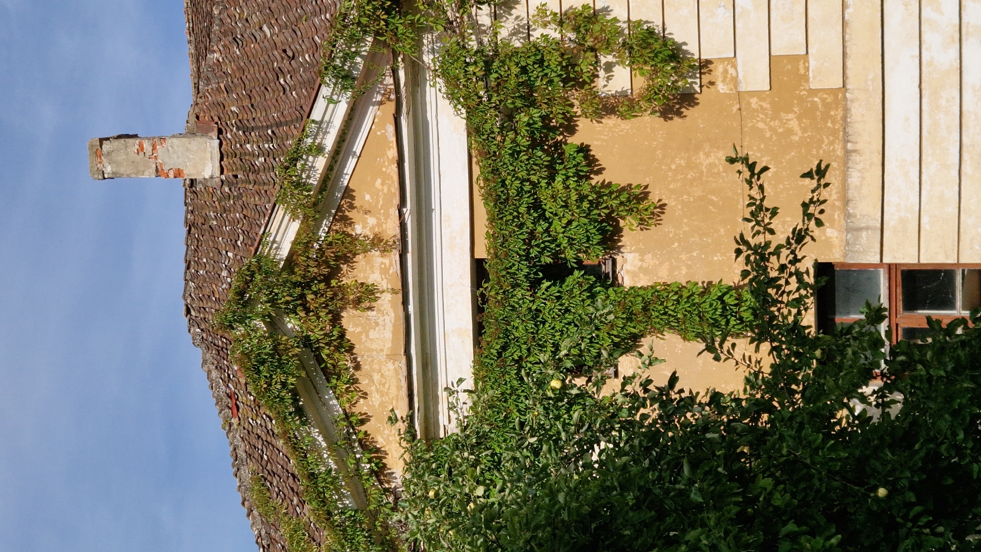 The image shows the facade of an old, weathered building with a tiled roof and a brick chimney. Lush green ivy covers large portions of the building's exterior walls and creeps along the roofline. A tree with green foliage and at least one visible yellow fruit is prominent in the foreground, partially obscuring a window with a dark wooden frame. The building's walls are a pale yellow, with areas of peeling plaster and decorative architectural details. The sky above is clear and blue. The building is located in the city of Kazdanga, Latvia.
