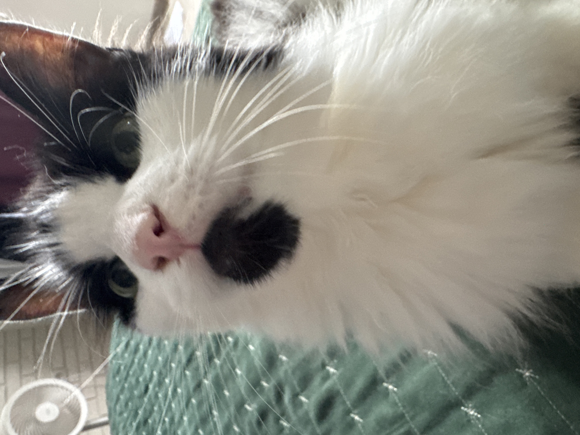 A close-up, eye-level shot shows a black and white cat's face looking directly at the camera. The cat has green eyes, a pink nose with a distinct black spot below it, and long white whiskers. The background is out of focus, but appears to be a soft, textured green surface, possibly a blanket or bedspread. To the left of the cat, a portion of a white, circular object, possibly a fan, is visible. The lighting is bright, highlighting the cat's fur. This scene does not appear to be in Kaliningrad, Russia.