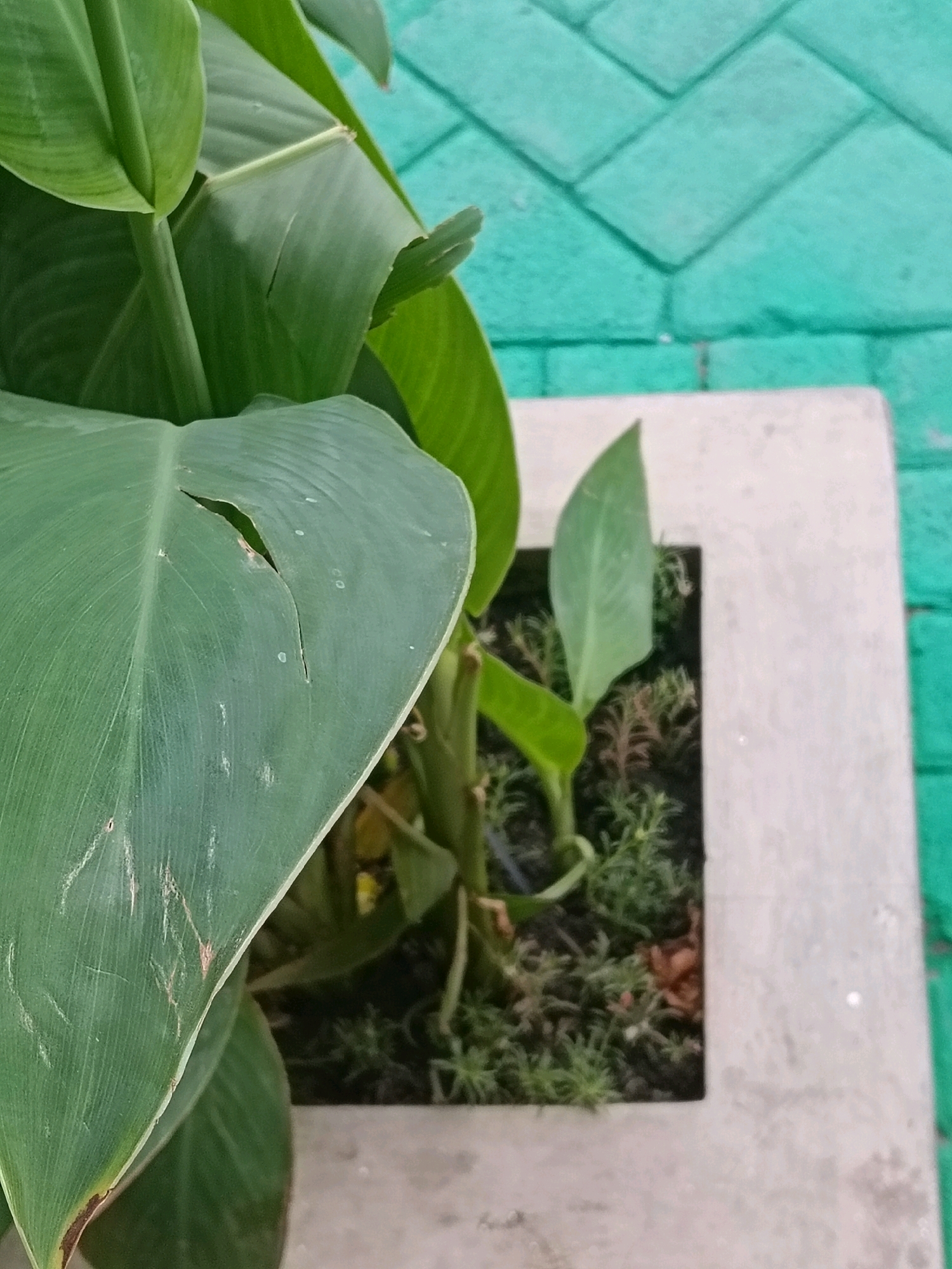 A close-up, high-angle shot shows a large, green plant with a torn leaf in the foreground. The plant is growing in a rectangular concrete planter. The planter is placed on a surface made of light blue interlocking bricks. The scene is outdoors, and the lighting suggests it is daytime. The location is Balun, Indonesia. There are no people or animals visible in the image.