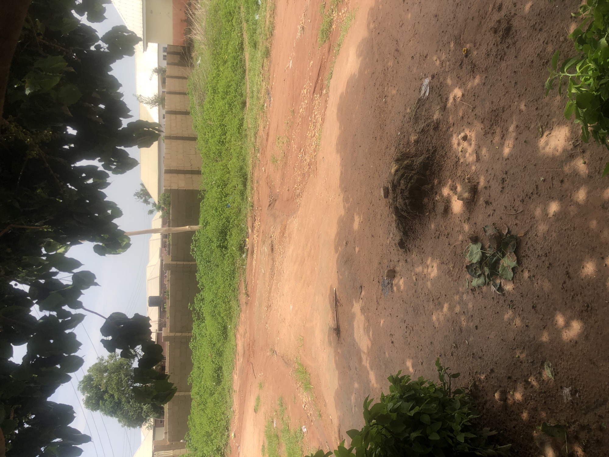 The image depicts an outdoor scene in a residential area. A dirt road occupies the foreground and midground, with a pile of dark material, possibly animal dung, situated on the right side of the foreground. Several green leaves are scattered on the ground near the pile. In the background, a low, unplastered brick wall runs horizontally, separating the dirt road from an area of dense green vegetation. Beyond the vegetation, several buildings with light-colored roofs and walls are visible. A large tree with dark green leaves overhangs the scene from the top of the image, casting dappled shadows on the ground. The sky is overcast. The image is likely taken in Wukari, Nigeria, given the architectural style of the buildings and the presence of red earth, consistent with the region. There are no people or active events visible in the image.