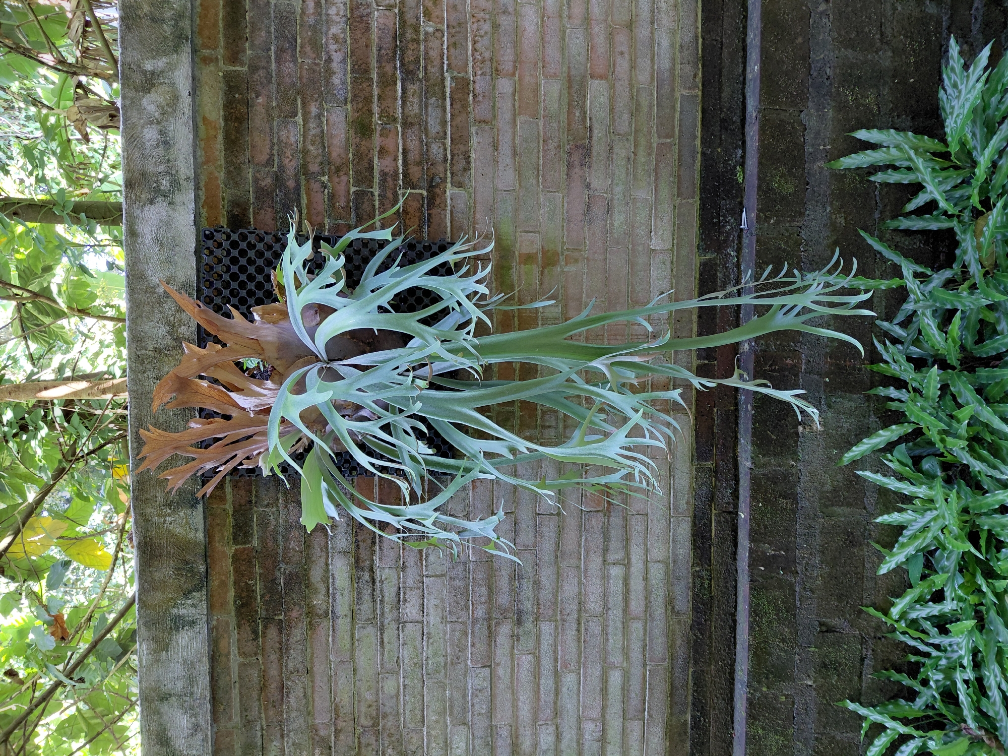 In the city of Ubud District, Indonesia, a Staghorn Fern (Platycerium) is mounted on a weathered brick wall. The fern displays two distinct types of fronds: upright, leathery brown ones at the base, and long, cascading, pale green, bifurcated fronds that hang down. The fern is attached to a black mesh backing. The brick wall is old and shows signs of age, with some moss and discoloration. Above the wall, lush green foliage and tree branches are visible, suggesting a tropical environment. At the base of the wall, a row of smaller, deep green, textured plants with pointed leaves grows. The lighting suggests it is daytime, with soft, diffused light filtering through the leaves.