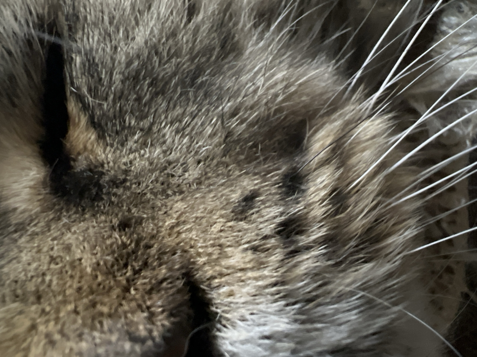 The image is an extreme close-up of a cat's face, focusing on its fur, whiskers, and the area around its mouth and eye. The fur is a mix of brown, gray, and tan, with individual hairs clearly visible. Long, white whiskers extend outwards from the muzzle. The cat's eye is a dark slit. The background is dark and out of focus. There are no people or other identifiable objects in the image. The location is unknown.