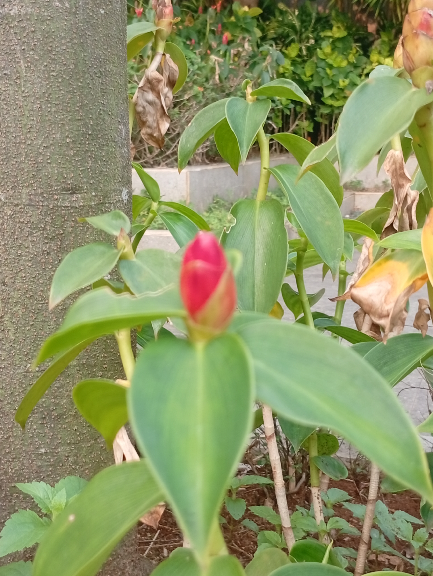 A close-up, slightly angled, eye-level shot focuses on a red flower bud with large green leaves surrounding it. To the left of the flower, a textured tree trunk occupies about a quarter of the frame. The background is blurred, showing more green foliage, some dry brown leaves, and hints of the ground. The scene appears to be outdoors, possibly in a garden or park. The lighting is natural, suggesting daylight. The image has a shallow depth of field, drawing attention to the flower bud and its immediate surroundings.