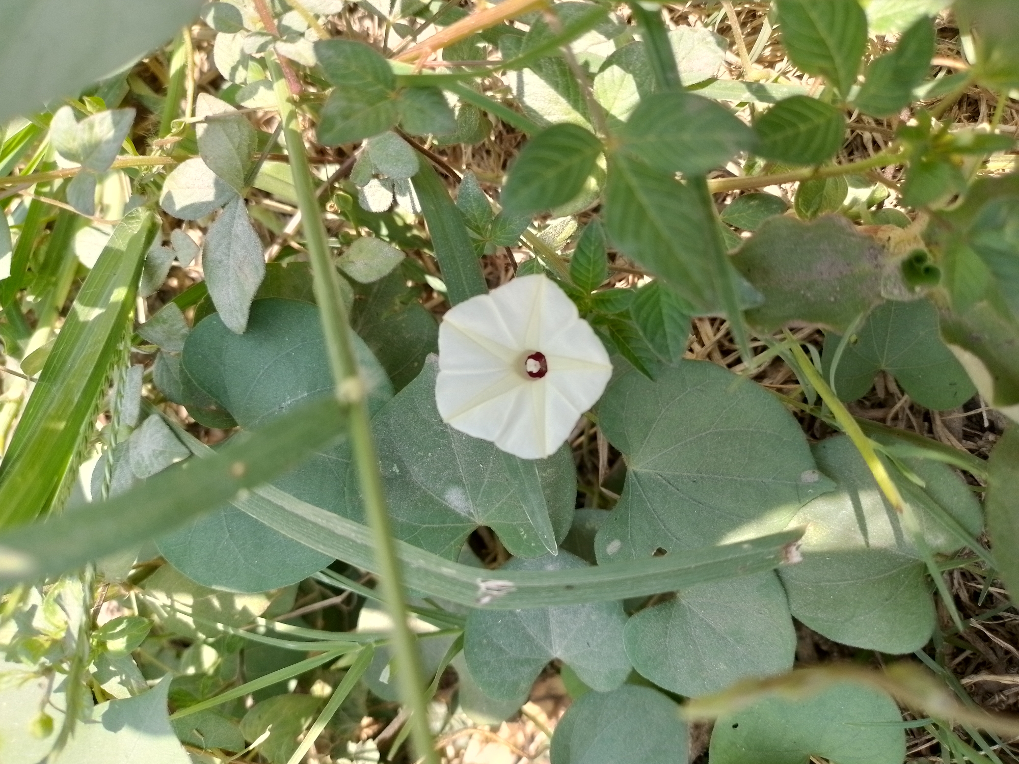 A single white flower with a dark red center is blooming in a patch of green foliage. The flower is funnel-shaped and faces upwards, with five distinct petals. It is surrounded by various green leaves, some of which are broad and heart-shaped, while others are more slender and grass-like. The foliage appears to be growing in a natural, uncultivated setting, with dry grass and soil visible in the background. The lighting suggests it is daytime, with sunlight casting shadows on the leaves. The scene is located in Ngancar, Indonesia.