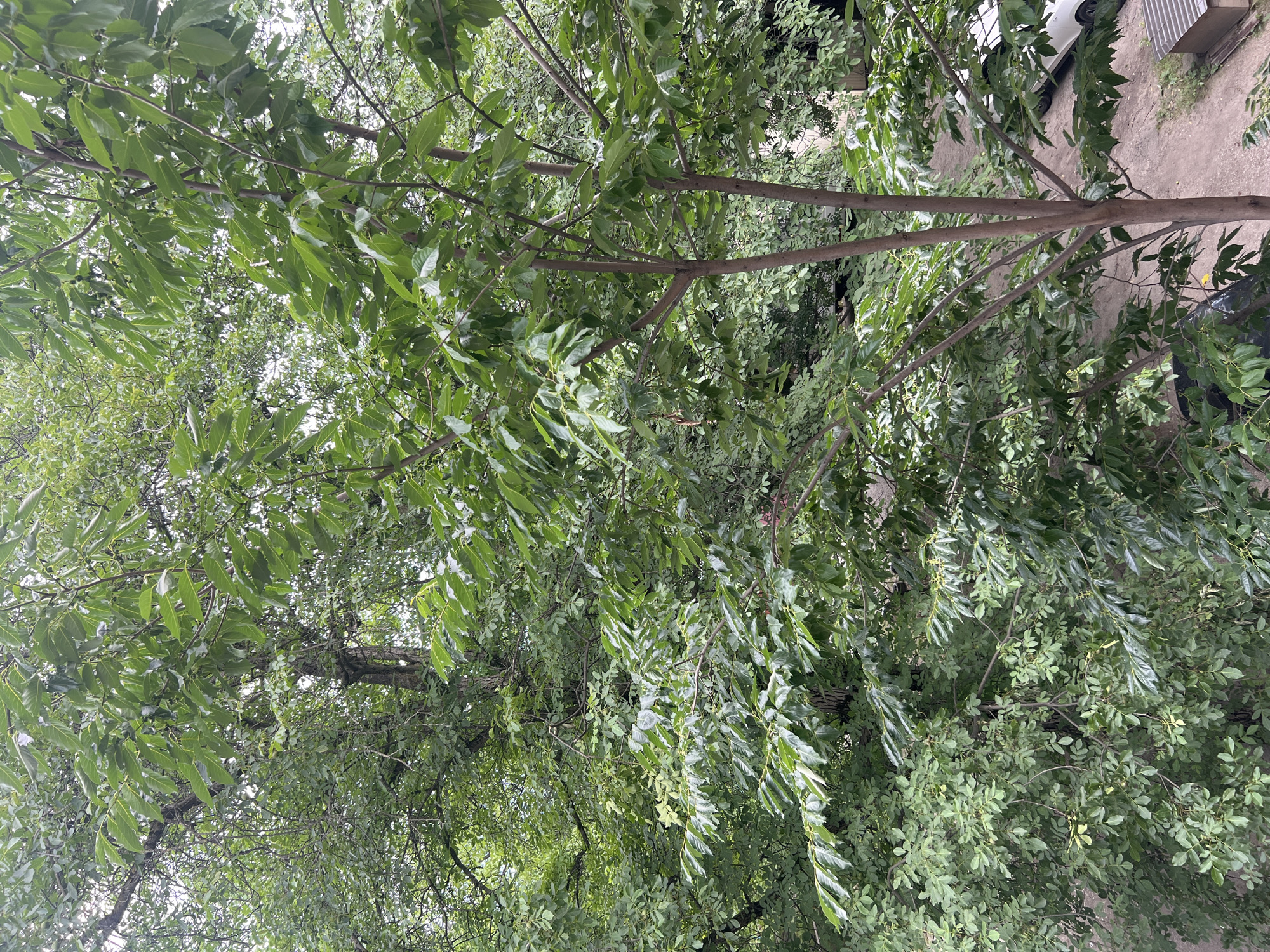 An outdoor, eye-level shot shows a cluster of trees with dense green foliage. In the lower right quadrant of the image, a portion of a white car is visible parked on a dirt path. Next to the car, a small, light-brown structure with a dark roof is partially visible. The background is filled with more trees and greenery, suggesting an urban park or residential area in Nalchik, Russia. The lighting is overcast, creating a diffused, natural light. No people are present in the scene.