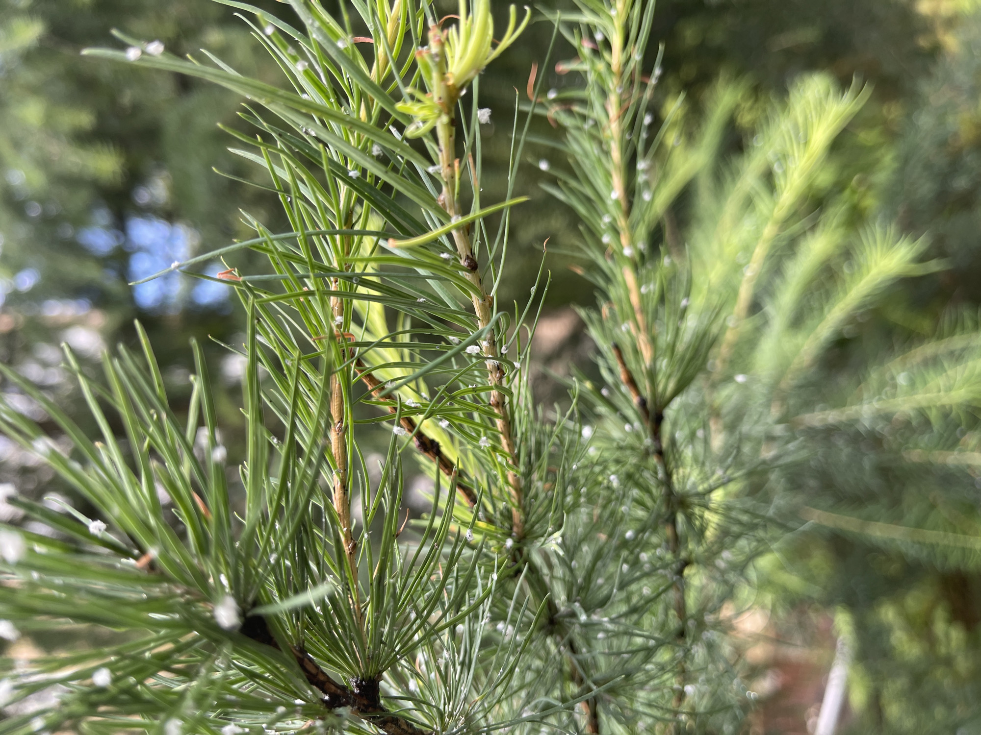 The image is a close-up, detailed shot of pine needles on a branch. Small, white specks, possibly pollen or dew drops, are visible on the needles. The needles are a vibrant green, with some showing a slight yellowing towards the tips, suggesting new growth or seasonal change. The background is blurred, showcasing more pine branches and a hint of a lighter sky. The overall impression is a natural, outdoor scene, likely in a park or forest environment. No people, actions, or specific city details are discernible from the image alone.