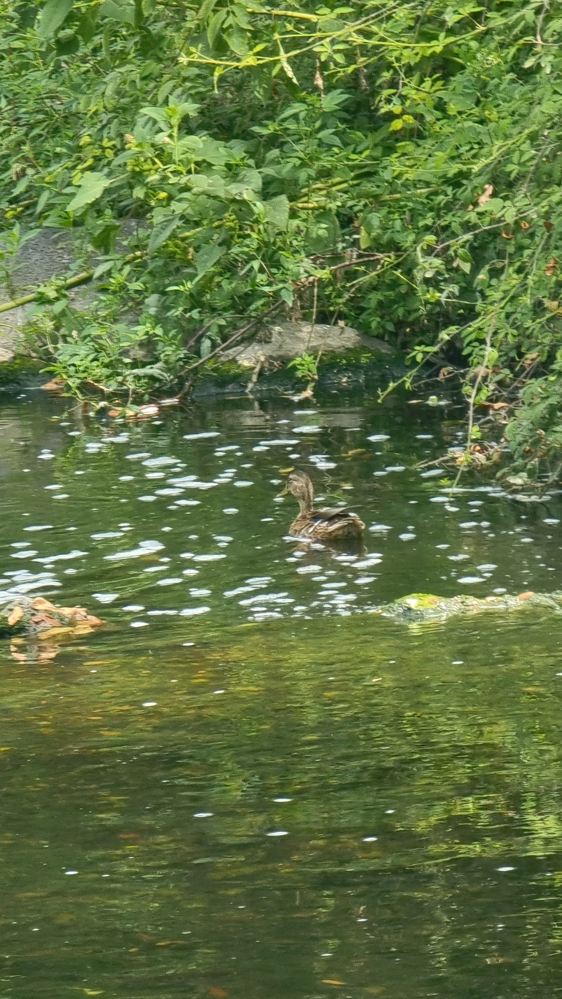 A lone duck swims in a dark green body of water with numerous white foam or bubble-like patterns on its surface. The duck is positioned to the right of center, facing left, with its head slightly lowered. The water is surrounded by lush green foliage, with branches and leaves overhanging the water from the top and right sides. Rocks are visible in the background, partially submerged. The overall scene suggests a natural, tranquil outdoor environment. The location is specified as La Vall de Bianya, Spain, implying a rural or natural setting within that municipality.