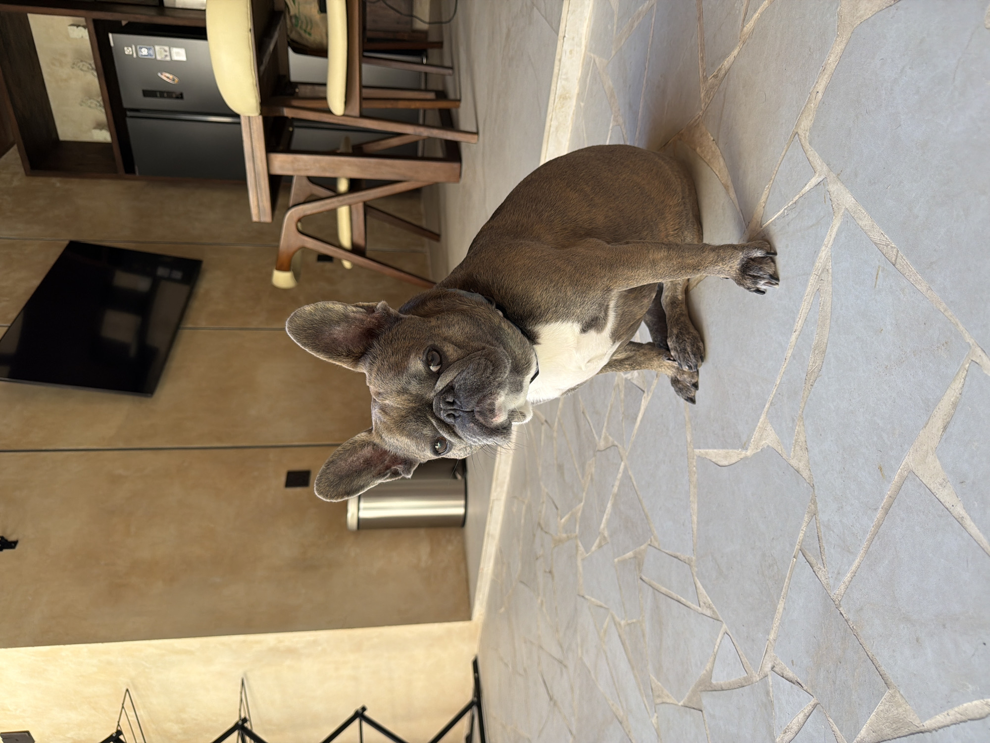 A French bulldog with fawn and white markings sits on a tiled patio, facing the camera. The dog has large, erect ears and is wearing a dark collar. Sunlight casts shadows across the patio. In the background, a wall with a textured, yellowish finish is visible, along with a stainless steel trash can, a television mounted on the wall, and a wooden dining table with chairs. The environment appears to be an outdoor seating area, possibly at a restaurant or cafe in Kuta, Indonesia.