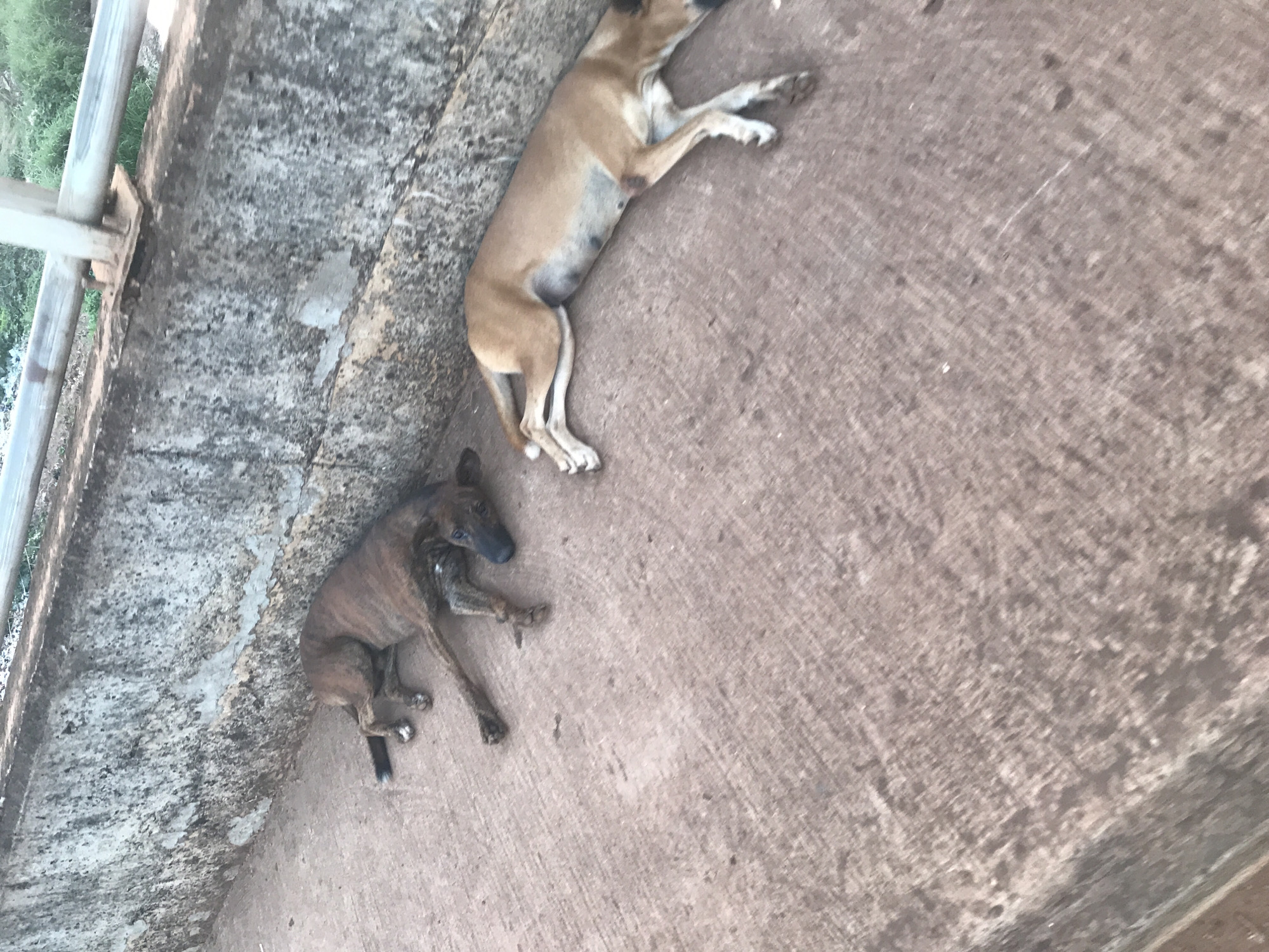 Two dogs lie on a concrete surface, possibly a bridge or raised platform, in Mandate Estate, Ilorin, Nigeria. One dog is a light brown color, and the other is brindle. Both dogs are lying down, appearing relaxed. A metal railing is visible along the edge of the concrete structure. Vegetation is seen beyond the railing. The concrete surface is textured. The image appears to be taken from an elevated perspective.