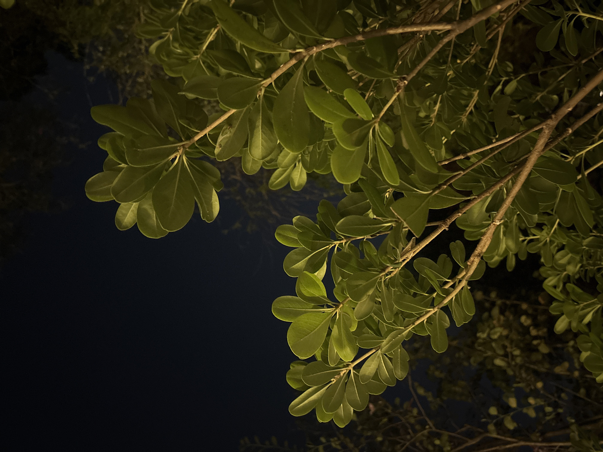 A nighttime shot reveals tree branches adorned with green leaves, stretching across the upper and right portions of the frame. The background is obscured in darkness, with faint shapes suggesting more foliage. The scene is dimly lit, highlighting the texture and structure of the leaves and branches. No people are visible. The location is San Andrés Cholula, Mexico.