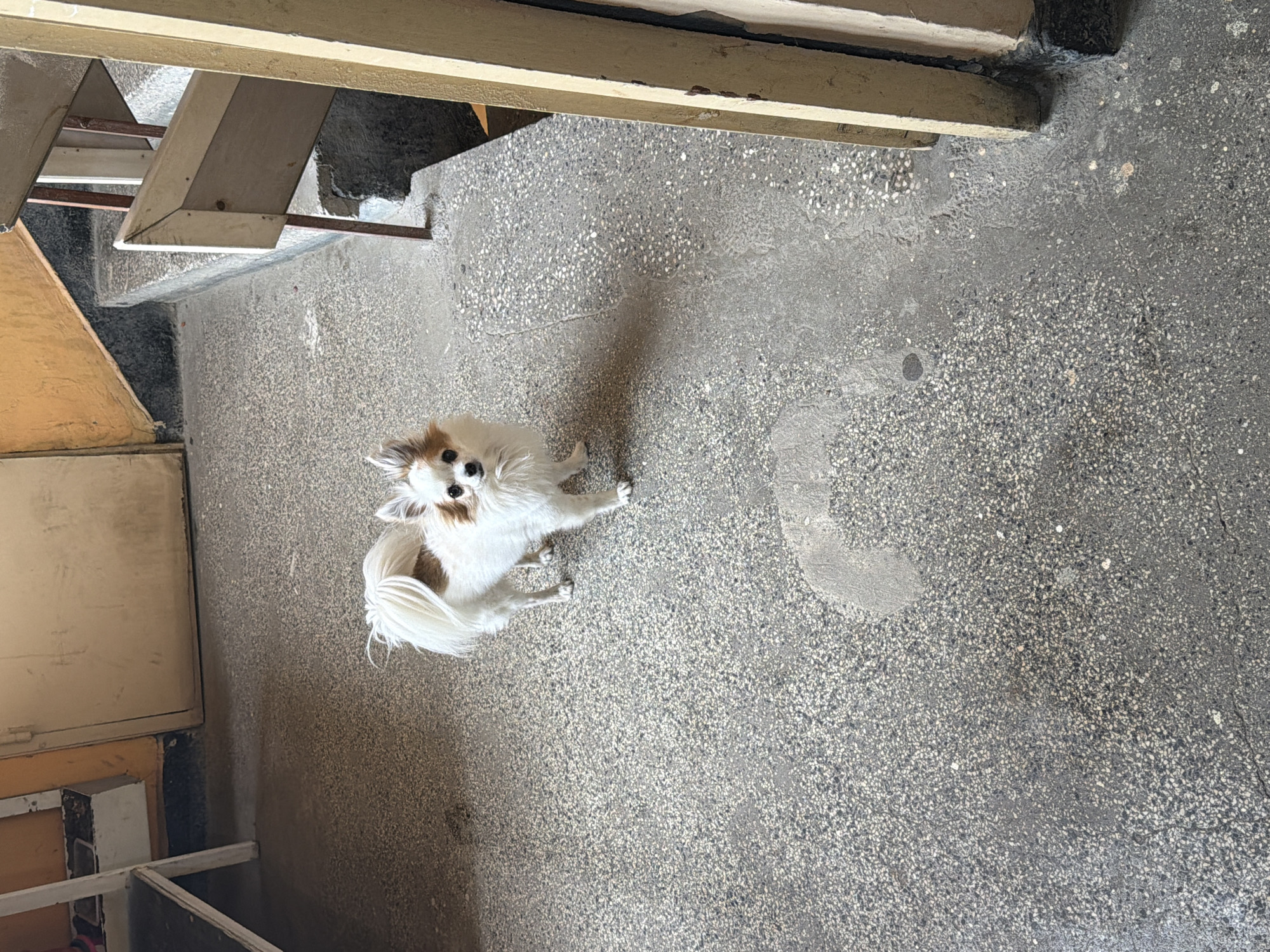 A long-haired Chihuahua is standing on a gray speckled concrete floor beneath a staircase. The staircase has wooden treads. The photograph was taken from directly above the dog. The location is potentially a foyer within Pleven, Bulgaria.