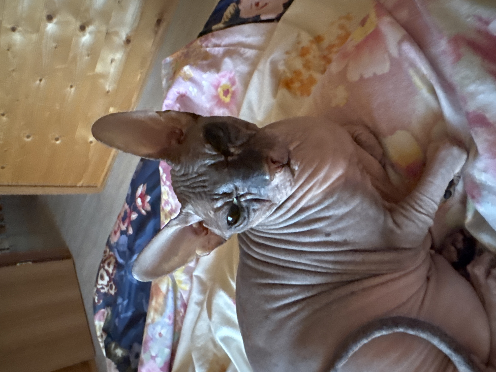 A Sphynx cat is lying on a bed with floral patterned sheets. The cat is mostly hairless, with wrinkled skin. The background consists of a wooden wall. This scene is located in a room in Nikolaevka, Russia.