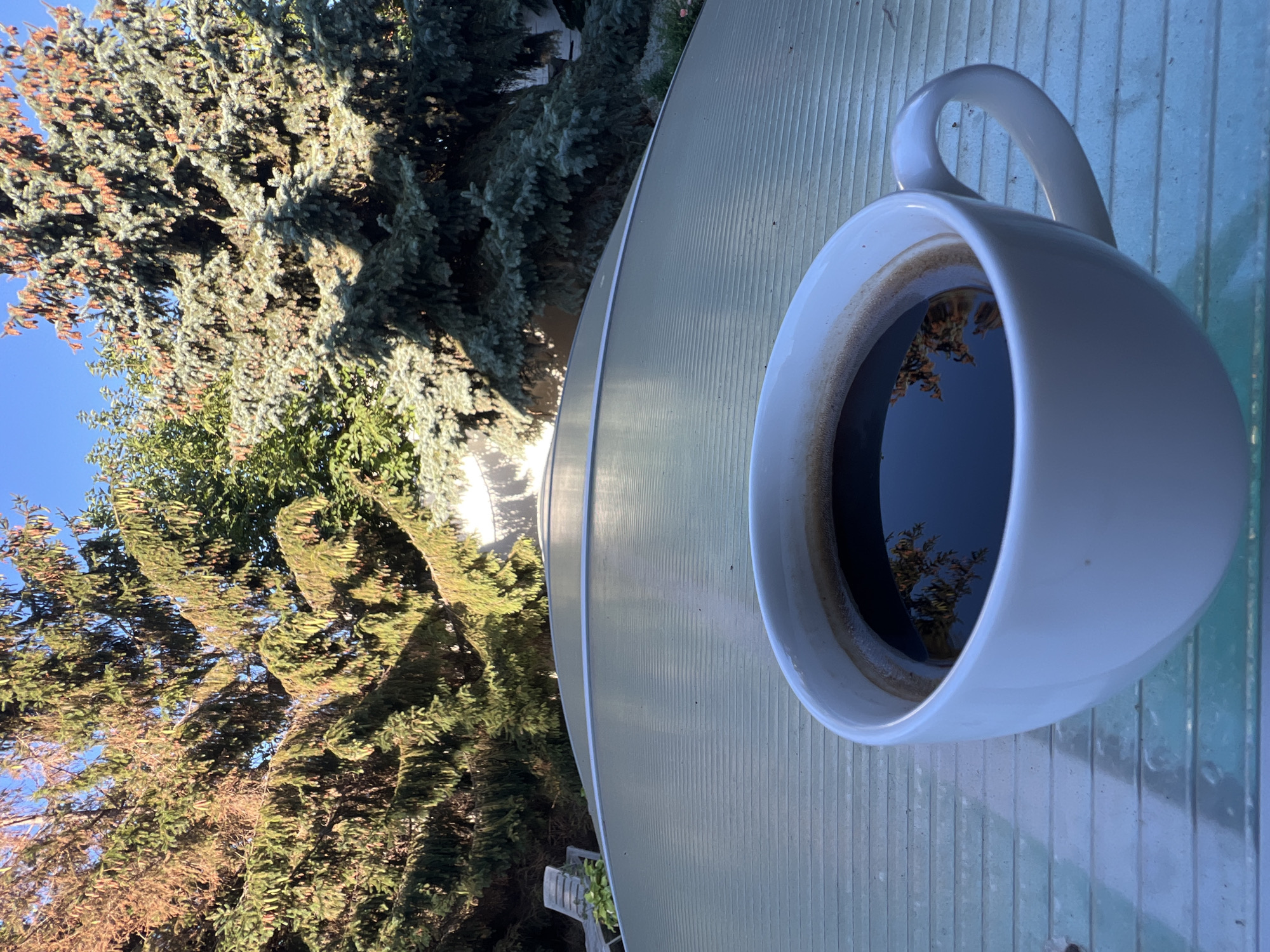 A white mug filled with dark coffee sits on a textured, translucent surface. The surface appears to be the curved roof of an outdoor structure, possibly a greenhouse or pool cover. Behind the mug, a clear blue sky is visible, framed by the branches of several evergreen trees. The trees exhibit varying shades of green and brown, suggesting different species or seasonal changes. In the reflection on the coffee's surface, the branches and foliage of the trees are clearly mirrored. The overall scene is one of a tranquil outdoor setting, likely in a backyard or garden, bathed in natural sunlight. The location of Fontanka, Ukraine is not visually depicted in the image.